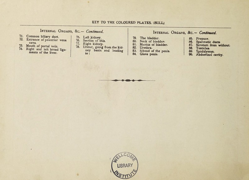 Internal Organs, &c.— Continued. 71. Common biliary duct. 72. Entrance of posterior vena cava. 73. Mouth of portal vein. 74. Right and left broad liga¬ ments of the liver. 75. Left jtidney. 76. Section of this. 77. Right kidney. 78. Ureter, going from the kid¬ ney basin and leading to ; Internal Organs, &c.— Continued. 79. The bladder. 80. Neck of bladder. 81. Meatus of bladder. 82. Urethra. 83. S-bend of the penis. 84. Gians penis. 85. Prepuce. 86. Spermatic docts 87. Suotum from without. 88. Testicles. 89. Epididymus. 90. Abdominnl cavity. LIBRARY