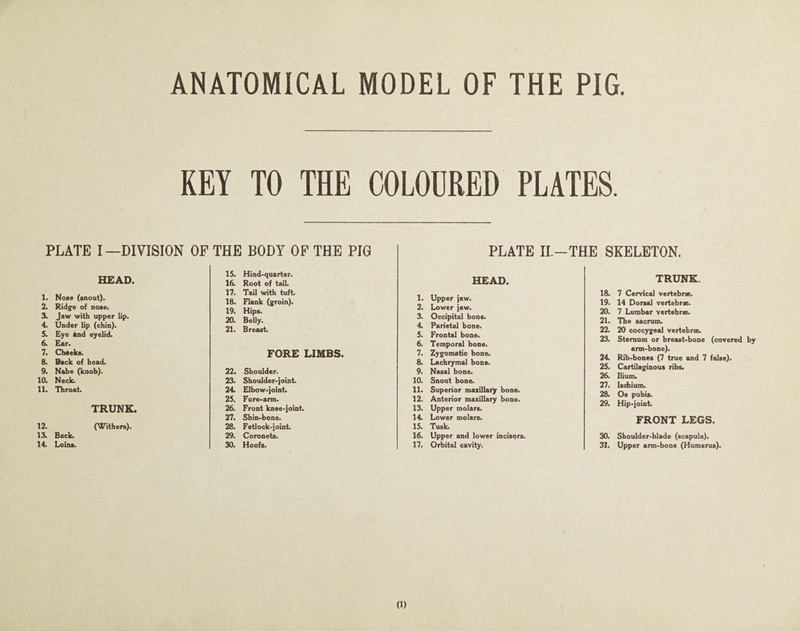 KEY TO THE COLOURED PLATES. PLATE I—DIVISION OF THE BODY OP THE PIG PLATE II.-THE SKELETON. HEAD. 1. Nose (snout). 2. Ridge of nose. 3. Jaw with upper lip. 4. Under lip (chin). 5. Eye and eyelid. 6. Ear. 7. Cheeks. 8. Back of head. 9. Nabe (knob). 10. Neck. 11. Throat. TRUNK. 12. (AX^ithers). 13. Back. 14. Loins. 15. Hind-quarter. 16. Root of tail. 17. Tail with tufb 18. Flank (groin). 19. Hips. 20. BeUy. 21. Breast. FORE LIMBS. 22. Shoulder. 23. Shoulder-joint. 24. Elbow-joint. 25. Fore-arm. 26. Front knee-joint. 27. Shin-bone. 28. Fetlock-joint. 29. Coronets. 30. Hoofs. HEAD. le Upper jew. 2. Lower jaw. 3. Occipital bone. 4. Parietal bone. 5e Frontal bone. 6. Temporal bone. 7. Zygomatic bone. 8. Lachrymal bone. 9. Nasal bone. 10. Snout bone. 11. Superior maxillary bone. 12. Anterior maxillary bone. 13. Upper molars. 14. Lower molars. 15. Tusk. 16. Upper and lower incisors. 17. Orbital cavity. TRUNK. 18. 7 Cervical vertebrte. 19. 14 Dorsal vertebrae. 20. 7 Lumbar vertebrae. 21. The sacrum. 22. 20 coccygeal vertebrae. 23. Sternum or breast-bone (covered by arm-bone). 24. Rib-bones (7 true and 7 false). 25. Cartilaginous ribs. 26. Ilium. 27. Ischium. 28. Os pubis. 29. Hip-joint. FRONT LEGS. 30. Shoulder-blade (scapula). 31. Upper arm-bone (Humerus).