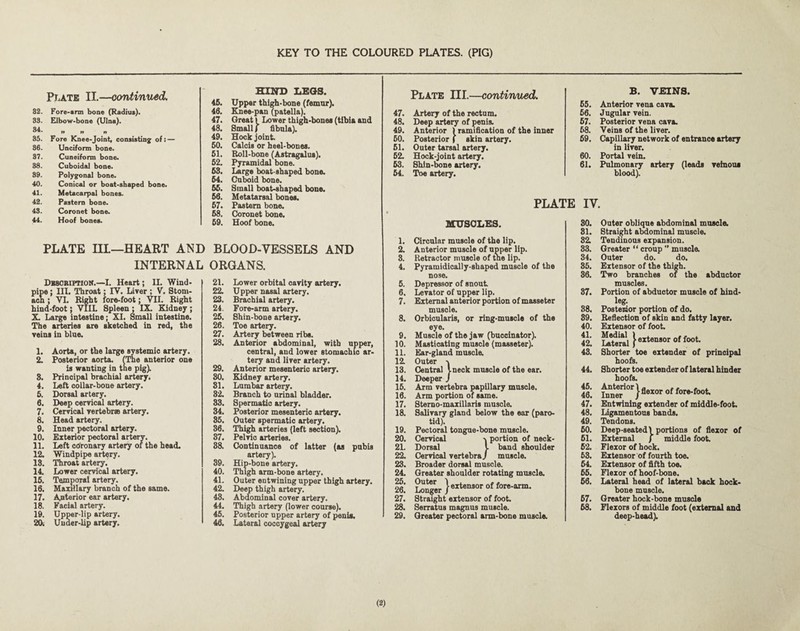 Plate II.—continued. 82. Fore-arm bone (Radius). 83. Elbow-bone (Ulna). fl M » 35. Fore Knee-Joint, consisting of: — 86. Unciform bone. 87. Cuneiform bone. 88. Cuboidal bone. 89. Poly^nal bone. 40. Conical or boat.shaped bone. 41. Metacarpal bones. 42. Pastern bone. 48. Coronet bone. 44. Hoof bones. Hlin) LEGS. 46. Uppar thigh-bone (femur). 46. Knee-pan (patella). 47. Great I Lower thigh-bones (tibia and 48. Small f fibula). 49. Hock joint. 50. Calcis or heel-bones. 61. Roll-bone (Astragalus). 62. Pyramidal bone. 68. Large boat-shaped bone. 64. Cuboid bone. 66. Small boat-shaped bone. 66. Metatarsal bones. 67. Pastern bone. 68. Coronet bone. 69. Hoof bone. PLATE ni—HEART AND BLOOD-VESSELS AND INTERNAL ORGANS. Dbsobiftion.—I. Heart; II. Wind¬ pipe ; III. Throat; IV. Liver ; V. Stom- acn; VI. Right fore-foot; VII. Right hind-foot; VIIL Spleen ; IX. Kidney; X. Large intestine; XI. Small intestine. The ai^ries are sketched in red, the veins in blue. 1. Aorta, or the large ^stemic artery. 2. Posterior aorta. (Ine anterior one is wanting in ttie pig). 8. Principal brachial artery. 4. Left collar-bone artery. 6. Dorsal artery. 6. Deep cervical artery. 7. Cervical vertebMB artery. 8. Head artery. 9. Inner pectoral artery. 10. Exterior pectoral artery. 11. Left cdronary artery of the head. 12. Windpipe artery. 13. Throat artery. 14. Lower cervical artery. 16. Temporal artery. 16. Maxillary branch of the same. 17. Aiiterior ear artery. IK Facial artery. 19. Upper-lip artery. 20i Uuder-lip artery. 21. Lower orbital cavity artery. 22. Upper nasal artery. 23. Brachial artery. 24. Fore-arm artery. 26. Shin-bone artery. 26. Toe artery. 27. Artery between ribs. 28. Anterior abdominal, with npper, central, and lower stomachic ar¬ te:^ and liver artery. 29. Anterior mesenteric artery. 30. Kidney artery. 81. Lumbar artery. 82. Branch to nrinal bladder. 33. Spermatic artery. 34. Posterior mesenteric artery. 86. Outer spermatic artery. 86. Thigh arteries (left section). 87. Pelvic arteries. 88. Continuance of latter (as pubis artery). 89. Hip-bone artery. 40. Thigh arm-bone artery. 41. Outer entwining upper thigh artery. 42. Deep thigh artery. 48. Abdominal cover artery. 44. Thigh artery (lower course). 46. Posterior upper artery of penis. 46. Lateral coccygeal artery Plate III.—continued. 47. Artery of the rectum. 48. Deep artery of penis. 49. Anterior ) ramification of the inner 60. Posterior f skin artery. 61. Outer tarsal artery. 52. Hock-joint artery. 63. Shin-Mue artery. 64. Toe artery. B. VEINS. 66. Anterior vena cava. 66. Jugular vein. 57. Posterior vena cava. 68. Veins of the liver. 69. Capillary network of entrance artery in liver. 60. Portal vein. 61. Pulmonary artery (leads veinous blood). PLATE IV. MUSCLES. 1. Circular muscle of the lip. 2. Anterior muscle of upper lip. 8. Retractor muscle of the lip. 4. Pyramidically-shaped muscle of the nose. 6. Depressor of snout 6. Levator of upper lip. 7. External anterior portion of masseter muscle. 8. Orbicularis, or ring-muscle of the eye. 9. Muscle of the jaw (buccinator). 10. Masticating muscle (masseter). 11. Ear-gland muscle. 12 Outer 13. Central I neck muscle of the ear. 14. Deeper j 16. Arm vertebra papillary muscle. 16. Arm portion of same. 17. Sterno-maxillaris muscle. 18. Salivary gland below the ear (paro¬ tid). 19. Pectoral tongue-bone muscle. 20. Cervical -v portion of neck- 21. Dorsal I band shoulder 22. Cervical vertebraj muscle. 23. Broader dorsal muscle. 24. Greater shoulder rotating muscle. 26! S^er } extensor of fore-arm. 27. Straight extensor of foot. 28. Serratus magnus muscle. 29. Greater pectoral arm-bone muscle. 80. 81. 82 83. 84. 86. 86. 87. 88. 89. 40. 41. 42. 48. 44. 46. 46. 47. 48. 49. 60. 61. 62. 63. 64. 66. 66. 67. 68. Outer oblique abdominal muscle. Straight almominal muscle. Tendinous expansion. Greater “ croup ” muscle. Outer do. do. Extensor of the thigh. Two branches of the abductor muscles. Portion of abductor muscle of hind¬ leg. Postenor portion of do. Reflection of skin and fatty layer. Extensor of foot. Shorter toe extender of principal hoofii. Shorter toe extender of lateral hinder hoofs. flexor of fore-foot. Entwining extender of middle-foot. Ligamentous bands. Tendons. Deep-seated) portions of flexor of External / middle foot. Flexor of hock. Extensor of fourth toe. Extensor of fifth toe. Flexor of hoof-bone. Lateral head of lateral back hock- bone muscle. Greater hock-bone muscle Flexors of middle foot (external and deep-head).