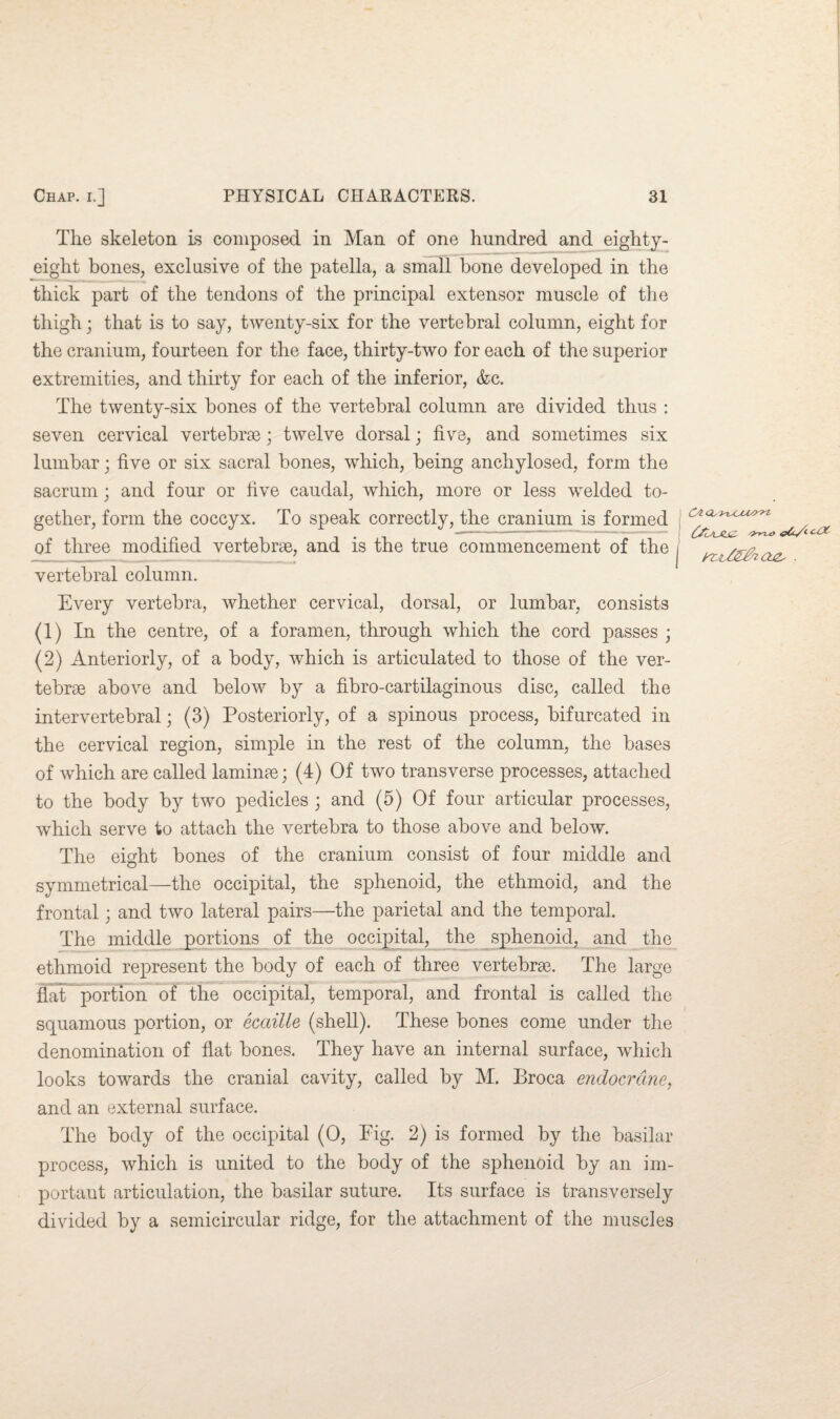 The skeleton is composed in Man of one hundred and eighty- eight bones, exclusive of the patella, a small hone developed in the thick part of the tendons of the principal extensor muscle of the thigh; that is to say, twenty-six for the vertebral column, eight for the cranium, fourteen for the face, thirty-two for each of the superior extremities, and thirty for each of the inferior, <fcc. The twenty-six hones of the vertebral column are divided thus : seven cervical vertebrae; twelve dorsal; five, and sometimes six lumbar; five or six sacral hones, which, being anchylosed, form the sacrum; and four or five caudal, which, more or less welded to¬ gether, form the coccyx. To speak correctly, the cranium is formed of three modified vertebrae, and is the true commencement of the j vertebral column. Every vertebra, whether cervical, dorsal, or lumbar, consists (1) In the centre, of a foramen, through which the cord passes ; (2) Anteriorly, of a body, which is articulated to those of the ver¬ tebrae above and below by a fibro-cartilaginous disc, called the intervertebral; (3) Posteriorly, of a spinous process, bifurcated in the cervical region, simple in the rest of the column, the bases of which are called laminae; (4) Of two transverse processes, attached to the body by two pedicles ; and (5) Of four articular processes, which serve to attach the vertebra to those above and below. The eight bones of the cranium consist of four middle and symmetrical—the occipital, the sphenoid, the ethmoid, and the frontal; and two lateral pairs—the parietal and the temporal. The middle portions of the occipital, the sphenoid, and the ethmoid represent the body of each of three vertebrae. The large flat portion of the occipital, temporal, and frontal is called the squamous portion, or ecaille (shell). These bones come under the denomination of flat bones. They have an internal surface, which looks towards the cranial cavity, called by M. Broca endocrcine, and an external surface. The body of the occipital (0, Fig. 2) is formed by the basilar process, which is united to the body of the sphenoid by an im¬ portant articulation, the basilar suture. Its surface is transversely divided by a semicircular ridge, for the attachment of the muscles C'l Gu