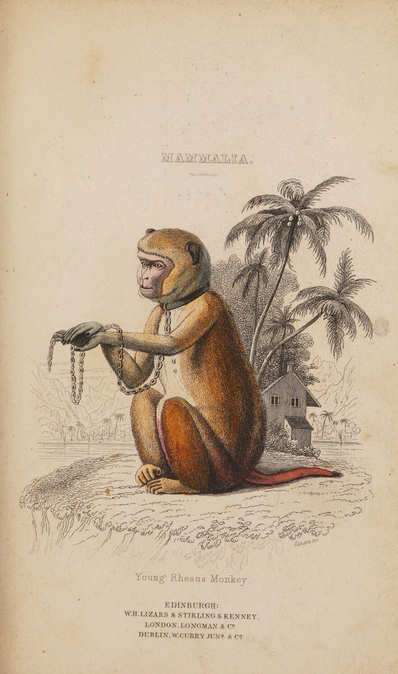 wv & \ SQV SQqx2S S WAIT WLATLIA = Seis 2 =e oS LA Young Rhesus Monkey EDINBURGH; WELLIZARS & STIRLING & KENNEY LONDON, LONGMAN & C° DUBLIN, W.CURRY JUN® & C2? >