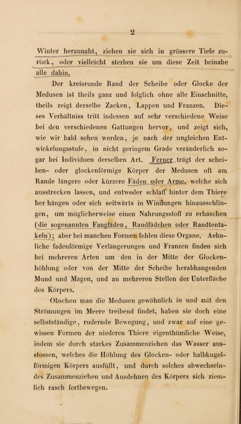 Winter herannaht, ziehen sie sich in grössere Tiefe zu¬ rück , oder vielleicht sterben sie um diese Zeit beinahe alle dahin. Der kreisrunde Rand der Scheibe oder Glocke der Medusen ist theils ganz und folglich ohne alle Einschnitte, theils zeigt derselbe Zacken, Lappen und Franzen. Die¬ ses Verhältniss tritt indessen auf sehr verschiedene Weise bei den verschiedenen Gattungen hervor, und zeigt sich, wie wir bald sehen werden, je nach der ungleichen Ent¬ wickelungsstufe, in nicht geringem Grade veränderlich so¬ gar bei Individuen derselben Art. Ferner trägt der schei¬ ben- oder glockenförmige Körper der Medusen oft am Rande längere oder kürzere Fäden oder Arme, welche sich ausstrecken lassen, und entweder schlaff hinter dem Thiere her hängen oder sich seitwärts in Windungen hinausschlin¬ gen, um möglicherweise einen Nahrungsstoff zu erhaschen (die sogenannten Fangfäden, Randfädchen oder Randtenta¬ keln); aber bei manchen Formen fehlen diese Organe. Aehn- liche fadenförmige Verlängerungen und Franzen finden sich bei mehreren Arten um den in der Mitte der Glocken¬ höhlung oder von der Mitte der Scheibe herabhangenden Mund und Magen, und an mehreren Stellen der Unterfläche des Körpers. Obschon man die Medusen gewöhnlich in und mit den Strömungen im Meere treibend findet, haben sie doch eine selbstständige, rudernde Rewegung, und zwar auf eine ge¬ wissen Formen der niederen Thiere eigenthümliche Weise, indem sie durch starkes Zusammenziehen das Wasser aus- stossen, welches die Höhlung des Glocken- oder halbkugel¬ förmigen Körpers ausfüllt, und durch solches abwechseln¬ des Zusammenziehen und Ausdehnen des Körpers sich ziem¬ lich rasch fortbewegen.