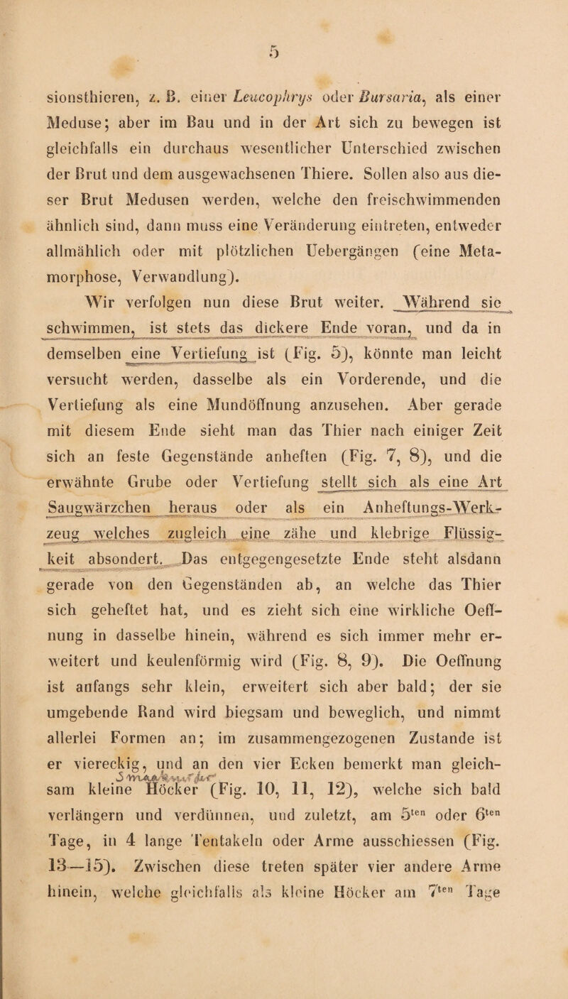 sionsthieren, z. B, einer Leucophrys oder Bursaria, als einer Meduse; aber im Bau und in der Art sich zu bewegen ist gleichfalls ein durchaus wesentlicher Unterschied zwischen der Brut und dem ausgewachsenen Thiere. Sollen also aus die¬ ser Brut Medusen werden, welche den freischwimmenden ähnlich sind, dann muss eine Veränderung einfcreten, entweder allmählich oder mit plötzlichen Uebergängen (eine Meta¬ morphose, Verwandlung). Wir verfolgen nun diese Brut weiter. Während sie schwimmen, ist stets das dickere Ende voran, und da in !X demselben eine Vertiefung ist (Fig. O), könnte man leicht versucht werden, dasselbe als ein Vorderende, und die Vertiefung als eine MundöfTnung anzusehen. Aber gerade mit diesem Ende sieht man das Thier nach einiger Zeit sich an feste Gegenstände anheften (Fig. 7, 8), und die erwähnte Grube oder Vertiefung stellt sich als eine Art Saugwärzchen heraus oder als ein Anheftungs-Werk¬ zeug welches zugleich eine zähe und klebrige Flüssig¬ keit absondert. Das entgegengesetzte Ende steht alsdann gerade von den Gegenständen ab, an welche das Thier sich geheftet hat, und es zieht sich eine wirkliche OetT- nung in dasselbe hinein, während es sich immer mehr er¬ weitert und keulenförmig wird (Fig. 8, 9). Die Oeflnung ist anfangs sehr klein, erweitert sich aber bald; der sie umgebende Rand wird biegsam und beweglich, und nimmt allerlei Formen an; im zusammengezogenen Zustande ist er viereckig, und an den vier Ecken bemerkt man gleich¬ es ,vnAftA,v?>vf sam kleine Höcker (Fig. 10, 11, 12), welche sich bald verlängern und verdünnen, und zuletzt, am 5ten oder 6ten läge, in 4 lange Tentakeln oder Arme ausschiessen (Fig. 13—15). Zwischen diese treten später vier andere Arme hinein, welche gleichfalls als kleine Höcker am 7ten Taue