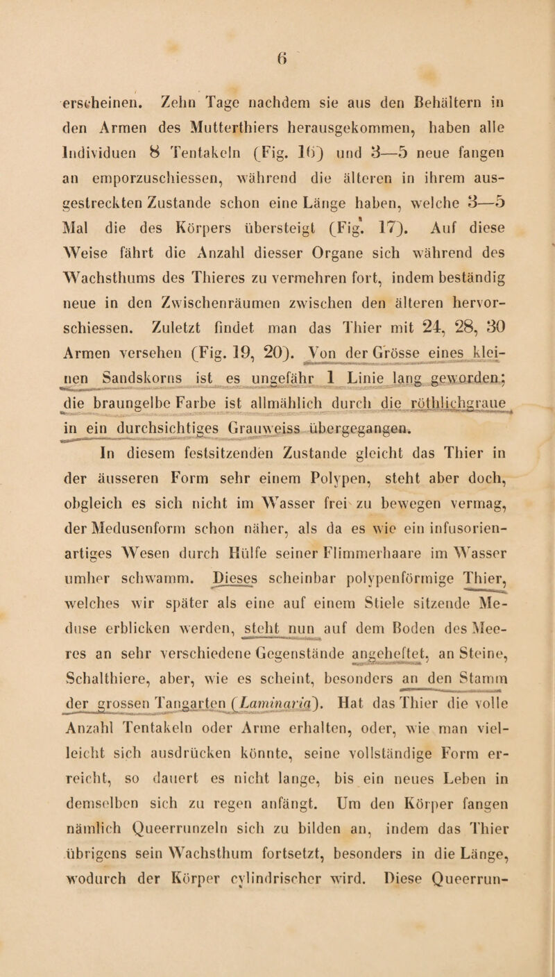 erscheinen. Zehn Tage nachdem sie aus den Behältern in den Armen des Mutterthiers herausgekommen, haben alle Individuen 8 Tentakeln (Fig. 16) und 3—5 neue fangen an emporzuschiessen, während die älteren in ihrem aus¬ gestreckten Zustande schon eine Länge haben, welche 3—5 Mal die des Körpers übersteigt (Fig. 17). Auf diese Weise fährt die Anzahl diesser Organe sich während des Wachsthums des Thieres zu vermehren fort, indem beständig neue in den Zwischenräumen zwischen den älteren hervor- schiessen. Zuletzt findet man das Thier mit 24, 28, 30 Armen versehen (Fig. 19, 20). Von der Grösse eines klei¬ nen Sandskorns ist es ungefähr 1 Linie lang geworden: Tf-fr, |,1• r' - ’ - • ••• v~' - vv / die braungelbe Farbe ist allmählich durch die röthlichgraue ■i*. ■ in ein durchsichtiges Gra uweiss übergegangen. In diesem festsitzenden Zustande gleicht das Thier in der äusseren Form sehr einem Polypen, steht aber doch, obgleich es sich nicht im Wasser frei zu bewegen vermag, der Medusenform schon näher, als da es wie ein infusorien¬ artiges Wesen durch Hülfe seiner Flimmerhaare im Wasser umher schwamm. Dieses scheinbar polypenförmige Thier, welches wir später als eine auf einem Stiele sitzende Me¬ duse erblicken werden, steht nun auf dem Boden des Mee¬ res an sehr verschiedene Gegenstände angeheftet, an Steine, Schalthiere, aber, wie es scheint, besonders an den Stamm der grossen Tangarten (Laminaria^. Hat das Thier die volle .. .U., --- Anzahl Tentakeln oder Arme erhalten, oder, wie man viel¬ leicht sich ausdrücken könnte, seine vollständige Form er¬ reicht, so dauert es nicht lange, bis ein neues Leben in demselben sich zu regen anfängt. Um den Körper fangen nämlich Queerrunzeln sich zu bilden an, indem das Thier übrigens sein Wachsthum fortsetzt, besonders in die Länge, wodurch der Körper cvlindrischer wird. Diese Queerrun-