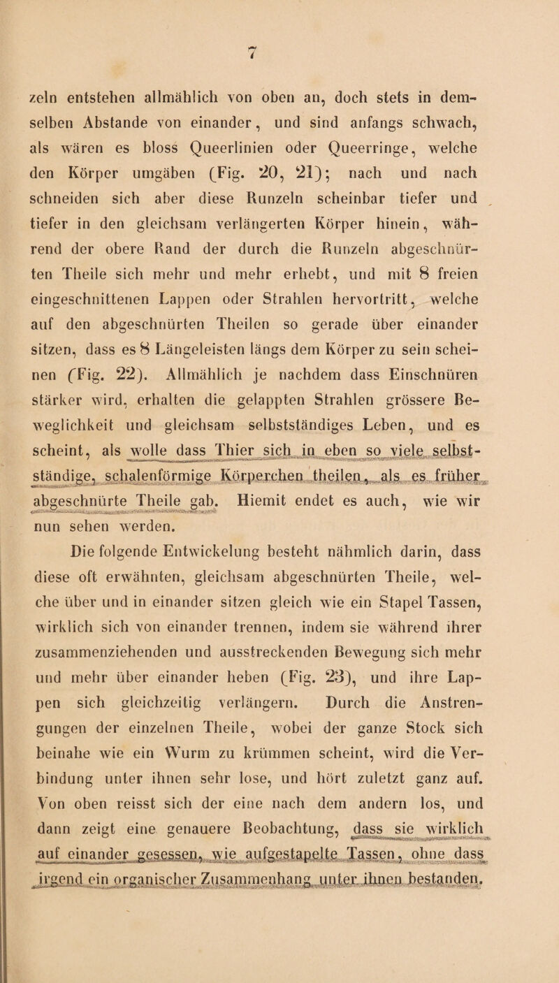 zeln entstehen allmählich von oben an, doch stets in dem¬ selben Abstande von einander, und sind anfangs schwach, als wären es bloss Queerlinien oder Queerringe, welche den Körper umgäben (Fig. 20, 21); nach und nach schneiden sich aber diese Runzeln scheinbar tiefer und tiefer in den gleichsam verlängerten Körper hinein, wäh¬ rend der obere Rand der durch die Runzeln abgeschnur- ten Theile sich mehr und mehr erhebt, und mit 8 freien eingeschnittenen Lappen oder Strahlen hervortritt, welche auf den abgeschnürten Theilen so gerade über einander sitzen, dass es 8 Längeleisten längs dem Körper zu sein schei¬ nen fFig. 22). Allmählich je nachdem dass Einschnüren stärker wird, erhalten die gelappten Strahlen grössere Be¬ weglichkeit und gleichsam selbstständiges Leben, und es scheint, als wolle dass Thier sich in eben so viele selbst- ständige, schalenförmige Körperchen theilen*._als es früher abgeschnürte Theile gab. . Hiemit endet es auch, wie wir nun sehen werden. Die folgende Entwickelung besteht nähmlich darin, dass diese oft erwähnten, gleichsam abgeschnürten Theile, wel¬ che über und in einander sitzen gleich wie ein Stapel Tassen, wirklich sich von einander trennen, indem sie während ihrer zusammenziehenden und ausstreckenden Bewegung sich mehr und mehr über einander heben (Fig. 23), und ihre Lap¬ pen sich gleichzeitig verlängern. Durch die Anstren¬ gungen der einzelnen Theile, wobei der ganze Stock sich beinahe wie ein Wurm zu krümmen scheint, wird die Ver¬ bindung unter ihnen sehr lose, und hört zuletzt ganz auf. Von oben reisst sich der eine nach dem andern los, und dann zeigt eine genauere Beobachtung, dass sie wirklich O / || «Mnwifm «■><» frrrwjaaii n um i-i'riTi ,a£f,einander gesessen, \vie aufgestapelte Tassen, ohne dass jigend ein organisier Zusammenhang unter ihnen bestanden.