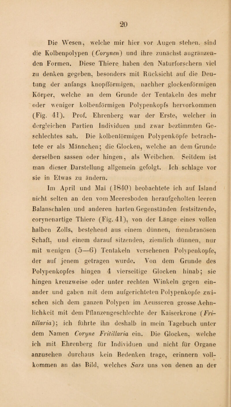Die Wesen, welche mir hier vor Augen stehen, sind die Kolbenpolypen (Corynen) und ihre zunächst angränzen- den Formen. Diese Thiere haben den Naturforschern viel zu denken gegeben, besonders mit Rücksicht auf die Deu¬ tung der anfangs knopfTörmigen, nachher glockenförmigen Körper, welche an dem Grunde der Tentakeln des mehr oder weniger kolbenförmigen Polypenkopfs hervorkommen (Fig. 41). Prof. Ehrenberg war der Erste, welcher in dergleichen Partien Individuen und zwar beztimmten Ge¬ schlechtes sah. Die kolbenförmigen Polypenköpfe betrach¬ tete er als Männchen; die Glocken, welche an dem Grunde derselben sassen oder hingen, als Weibchen. Seitdem ist man dieser Darstellung allgemein gefolgt. Ich schlage vor sie in Etwas zu ändern. Im April und Mai (18401 beobachtete ich auf Island nicht selten an den vom Meeresboden heraufgeholten leeren Balanschalen und anderen harten Gegenständen festsitzende, corynenartige Thiere (Fig. 41), von der Länge eines vollen halben Zolls, bestehend aus einem dünnen, membranösen Schaft, und einem darauf sitzenden, ziemlich dünnen, nur mit wenigen (5—6) Tentakeln versehenen Polypenkopfe, der auf jenem getragen wurde. Von dem Grunde des Polypenkopfes hingen 4 vierseitige Glocken hinab; sie hingen kreuzweise oder unter rechten Winkeln gegen ein¬ ander und gaben mit dem aufgerichteten Polypenkopfe zwi¬ schen sich dem ganzen Polypen im Aeusseren grosse Aehn- lichkeit mit dem Pllanzengeschlechte der Kaiserkrone (Fri- tillaria'); ich führte ihn deshalb in mein Tagebuch unter dem Namen Coryne Fritillaria ein. Die Glocken, welche ich mit Ehrenberg für Individuen und nicht für Organe anzusehen durchaus kein Bedenken trage, erinnern voll¬ kommen an das Bild, welches Sars uns von denen an der