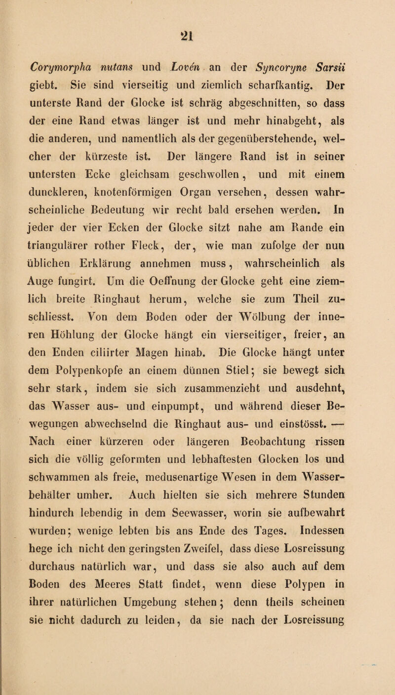k21 Corymorpha nutans und Loven an der Syncoryne Sarsii giebt. Sie sind vierseitig und ziemlich scharfkantig. Der unterste Rand der Glocke ist schräg abgeschnitten, so dass der eine Rand etwas länger ist und mehr hinabgeht, als die anderen, und namentlich als der gegenüberstehende, wel¬ cher der kürzeste ist. Der längere Rand ist in seiner untersten Ecke gleichsam geschwollen, und mit einem dunckleren, knotenförmigen Organ versehen, dessen wahr¬ scheinliche Bedeutung wir recht bald ersehen werden. In jeder der vier Ecken der Glocke sitzt nahe am Rande ein triangulärer rother Fleck, der, wie man zufolge der nun üblichen Erklärung annehmen muss, wahrscheinlich als Auge fungirt. Um die Oeffnung der Glocke geht eine ziem¬ lich breite Ringhaut herum, welche sie zum Theil zu- schliesst. Von dem Boden oder der Wölbung der inne¬ ren Höhlung der Glocke hängt ein vierseitiger, freier, an den Enden ciliirter Magen hinab. Die Glocke hängt unter dem Polypenkopfe an einem dünnen Stiel; sie bewegt sich sehr stark, indem sie sich zusammenzieht und ausdehnt, das Wasser aus- und einpumpt, und während dieser Be¬ wegungen abwechselnd die Ringhaut aus- und einstösst. — Nach einer kürzeren oder längeren Beobachtung rissen sich die völlig geformten und lebhaftesten Glocken los und schwammen als freie, medusenartige Wesen in dem Wasser¬ behälter umher. Auch hielten sie sich mehrere Stunden hindurch lebendig in dem Seewasser, worin sie aufbewahrt wurden; wenige lebten bis ans Ende des Tages. Indessen hege ich nicht den geringsten Zweifel, dass diese Losreissung durchaus natürlich war, und dass sie also auch auf dem Boden des Meeres Statt findet, wenn diese Polypen in ihrer natürlichen Umgebung stehen; denn theils scheinen sie nicht dadurch zu leiden, da sie nach der Losreissung