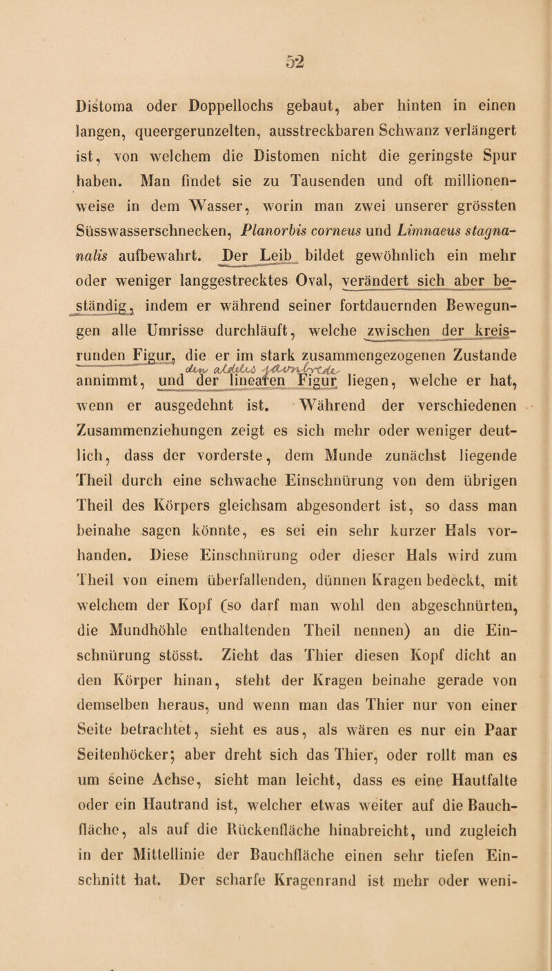 Distoma oder Doppellochs gebaut, aber hinten in einen langen, queergerunzelten, ausstreckbaren Schwanz verlängert ist, von welchem die Distomen nicht die geringste Spur haben. Man findet sie zu Tausenden und oft millionen¬ weise in dem Wasser, worin man zwei unserer grössten Süsswasserschnecken, Planorbis corneus und Limnaeus stagna- nalis aufbewahrt. Der Leib bildet gewöhnlich ein mehr oder weniger langgestrecktes Oval, verändert sich aber be¬ ständig, indem er während seiner fortdauernden Bewegun¬ gen alle Umrisse durchläuft, welche zwischen der kreis¬ runden Figur, die er im stark zusammengezogenen Zustande ‘~‘A™ oU-Ks aXdtfj.s!} A&ayiXrYtji&s annimmt, und der linearen Figur liegen, welche er hat, wenn er ausgedehnt ist. Während der verschiedenen Zusammenziehungen zeigt es sich mehr oder weniger deut¬ lich, dass der vorderste, dem Munde zunächst liegende Theil durch eine schwache Einschnürung von dem übrigen Theil des Körpers gleichsam abgesondert ist, so dass man beinahe sagen könnte, es sei ein sehr kurzer Hals vor¬ handen. Diese Einschnürung oder dieser Hals wird zum Theil von einem überfallenden, dünnen Kragen bedeckt, mit welchem der Kopf (so darf man wohl den abgeschnürten, die Mundhöhle enthaltenden Theil nennen) an die Ein¬ schnürung stösst. Zieht das Thier diesen Kopf dicht an den Körper hinan, steht der Kragen beinahe gerade von demselben heraus, und wenn man das Thier nur von einer Seite betrachtet, sieht es aus, als wären es nur ein Paar Seitenhöcker; aber dreht sich das Thier, oder rollt man es um seine Achse, sieht man leicht, dass es eine Hautfalte oder ein Hautrand ist, welcher etwas weiter auf die Bauch- flächc, als auf die Rückenfläche hinabreicht, und zugleich in der Mittellinie der Bauchfläche einen sehr tiefen Ein¬ schnitt hat. Der scharfe Kragenrand ist mehr oder weni-