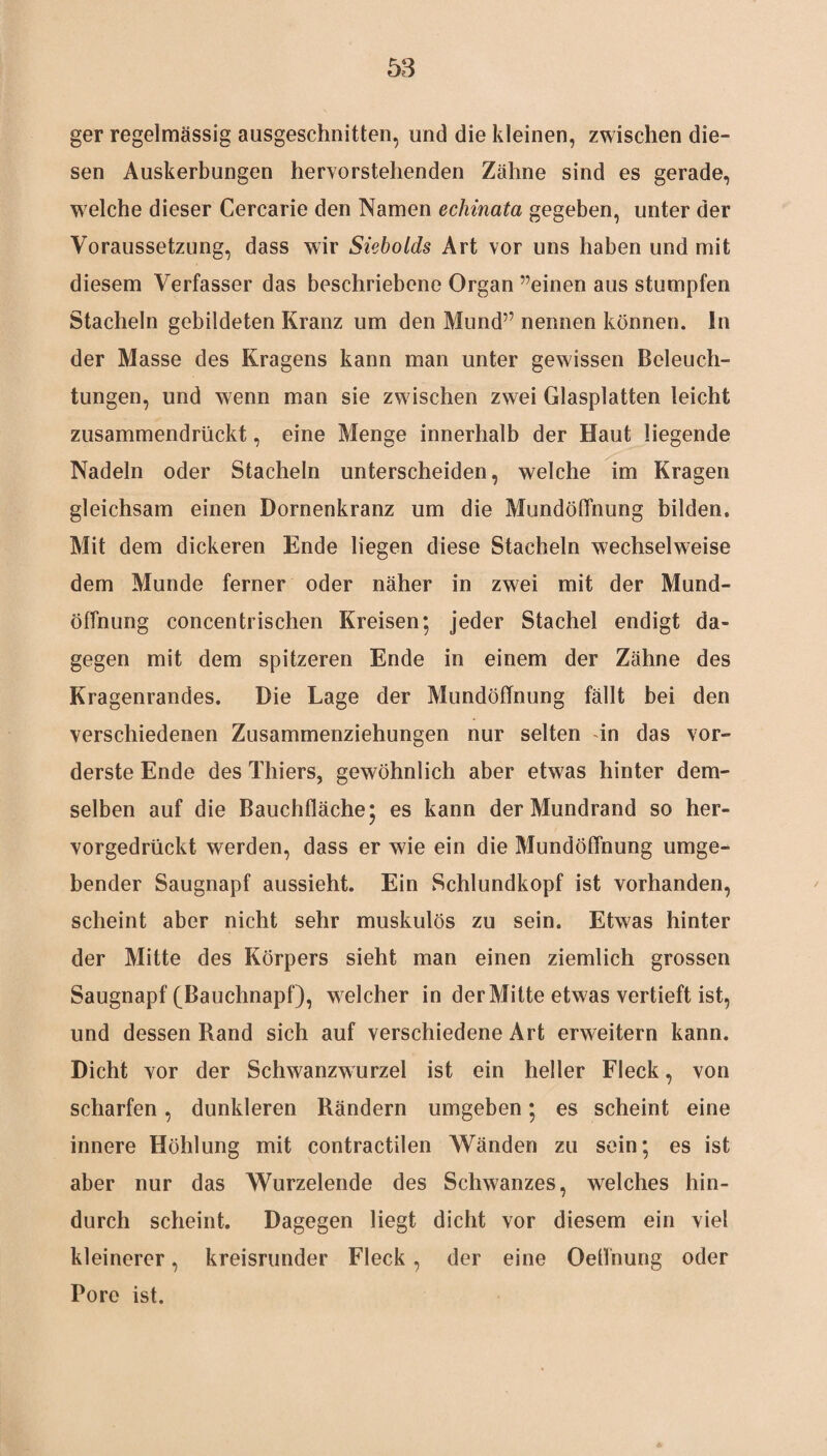 ger regelmässig ausgeschnitten, und die kleinen, zwischen die¬ sen Auskerbungen hervorstehenden Zähne sind es gerade, welche dieser Cercarie den Namen echinata gegeben, unter der Voraussetzung, dass wir Siebolds Art vor uns haben und mit diesem Verfasser das beschriebene Organ ”einen aus stumpfen Stacheln gebildeten Kranz um den Mund” nennen können. In der Masse des Kragens kann man unter gewissen Beleuch¬ tungen, und wenn man sie zw ischen zwei Glasplatten leicht zusammendrückt, eine Menge innerhalb der Haut liegende Nadeln oder Stacheln unterscheiden, welche im Kragen gleichsam einen Dornenkranz um die Mundöffhung bilden. Mit dem dickeren Ende liegen diese Stacheln wechselweise dem Munde ferner oder näher in zwei mit der Mund¬ öffnung concentrischen Kreisen; jeder Stachel endigt da¬ gegen mit dem spitzeren Ende in einem der Zähne des Kragenrandes. Die Lage der Mundöffnung fällt bei den verschiedenen Zusammenziehungen nur selten in das vor¬ derste Ende des Thiers, gewöhnlich aber etwas hinter dem¬ selben auf die Bauchfläche; es kann der Mundrand so her¬ vorgedrückt werden, dass er wie ein die Mundöffnung umge¬ bender Saugnapf aussieht. Ein Schlundkopf ist vorhanden, scheint aber nicht sehr muskulös zu sein. Etwas hinter der Mitte des Körpers sieht man einen ziemlich grossen Saugnapf (Bauchnapf), welcher in der Mitte etwas vertieft ist, und dessen Rand sich auf verschiedene Art erweitern kann. Dicht vor der Schwanzwurzel ist ein heller Fleck, von scharfen, dunkleren Rändern umgeben; es scheint eine innere Höhlung mit contractilen Wänden zu sein; es ist aber nur das Wurzelende des Schwanzes, welches hin¬ durch scheint. Dagegen liegt dicht vor diesem ein viel kleinerer, kreisrunder Fleck, der eine Oeifnung oder Pore ist.