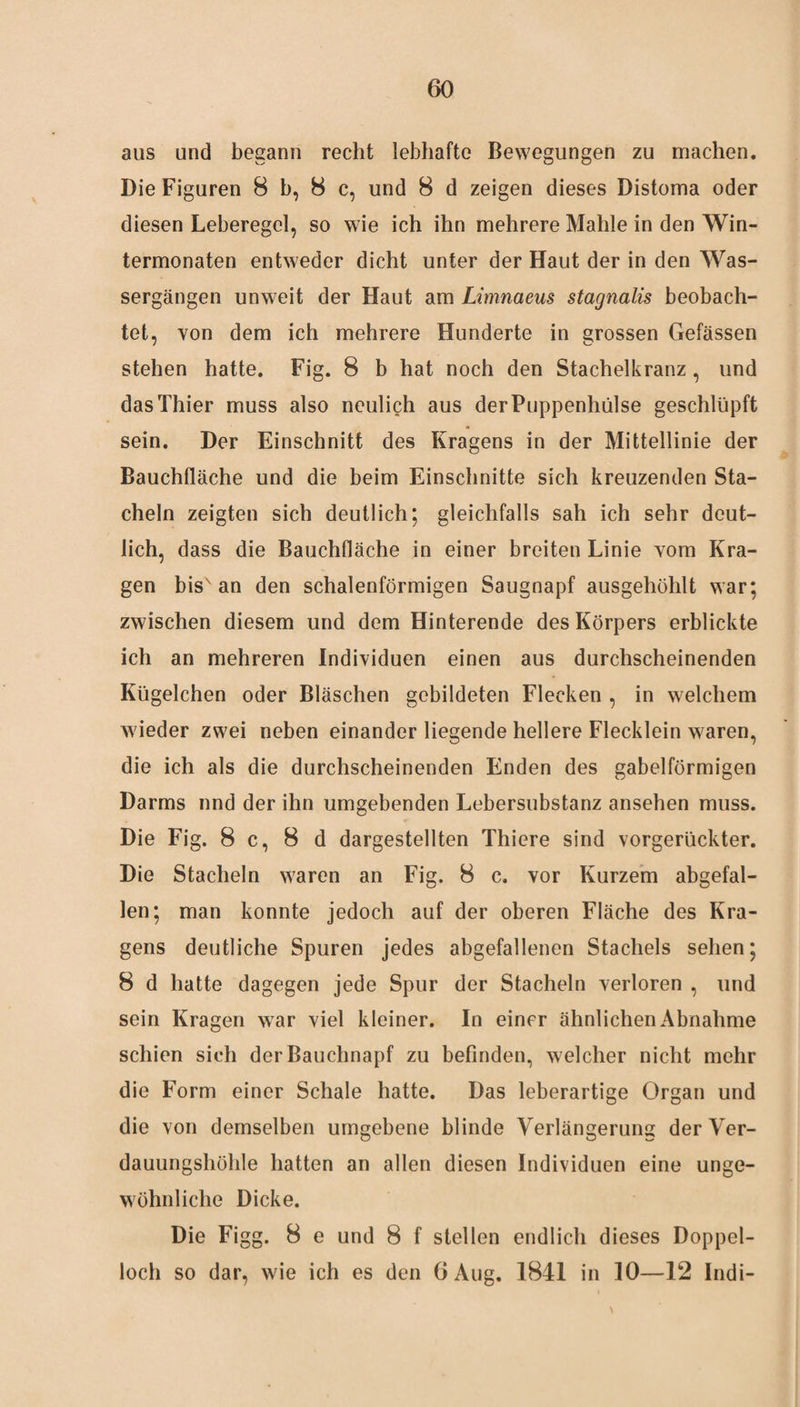 aus und begann recht lebhafte Bewegungen zu machen. Die Figuren 8 b, 8 c, und 8 d zeigen dieses Distoma oder diesen Leberegel, so wie ich ihn mehrere Mahle in den Win¬ termonaten entweder dicht unter der Haut der in den Was¬ sergängen unweit der Haut am Limnaeus stagnalis beobach¬ tet, von dem ich mehrere Hunderte in grossen Gefässen stehen hatte. Fig. 8 b hat noch den Stachelkranz, und das Thier muss also neulich aus derPuppenhülse geschlüpft sein. Der Einschnitt des Kragens in der Mittellinie der Bauchfläche und die beim Einschnitte sich kreuzenden Sta¬ cheln zeigten sich deutlich; gleichfalls sah ich sehr deut¬ lich, dass die Bauchfläche in einer breiten Linie vom Kra¬ gen bis' an den schalenförmigen Saugnapf ausgehöhlt war; zwischen diesem und dem Hinterende des Körpers erblickte ich an mehreren Individuen einen aus durchscheinenden Kügelchen oder Bläschen gebildeten Flecken , in welchem wieder zwei neben einander liegende hellere Flecklein waren, die ich als die durchscheinenden Enden des gabelförmigen Darms und der ihn umgebenden Lebersubstanz ansehen muss. Die Fig. 8 c, 8 d dargestellten Thiere sind vorgerückter. Die Stacheln waren an Fig. 8 c. vor Kurzem abgefal¬ len; man konnte jedoch auf der oberen Fläche des Kra¬ gens deutliche Spuren jedes abgefallenen Stachels sehen; 8 d hatte dagegen jede Spur der Stacheln verloren , und sein Kragen war viel kleiner. In einer ähnlichen Abnahme schien sich der Bauchnapf zu befinden, welcher nicht mehr die Form einer Schale hatte. Das leberartige Organ und die von demselben umgebene blinde Verlängerung der Ver¬ dauungshöhle hatten an allen diesen Individuen eine unge¬ wöhnliche Dicke. Die Figg. 8 e und 8 f stellen endlich dieses Doppel¬ loch so dar, wie ich es den 6 Aug. 1841 in 10—12 Indi-