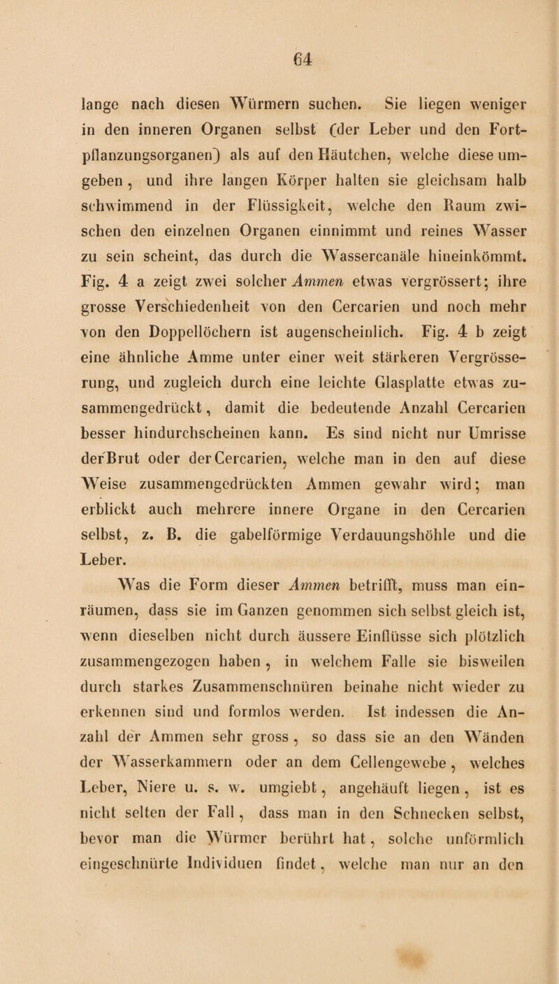 lange nach diesen Würmern suchen. Sie liegen weniger in den inneren Organen selbst (der Leber und den Fort¬ pflanzungsorganen]) als auf den Häutchen, welche diese um¬ geben , und ihre langen Körper halten sie gleichsam halb schwimmend in der Flüssigkeit, welche den Raum zwi¬ schen den einzelnen Organen einnimmt und reines Wasser zu sein scheint, das durch die Wassercanäle hineinkömmt. Fig. 4 a zeigt zwei solcher Ammen etwas vergrössert; ihre grosse Verschiedenheit von den Cercarien und noch mehr von den Doppellöchern ist augenscheinlich. Fig. 4 b zeigt eine ähnliche Amme unter einer weit stärkeren Vergrösse- rung, und zugleich durch eine leichte Glasplatte etwas zu¬ sammengedrückt , damit die bedeutende Anzahl Cercarien besser hindurchscheinen kann. Es sind nicht nur Umrisse der Brut oder der Cercarien, welche man in den auf diese Weise zusammengedrückten Ammen gewahr wird; man erblickt auch mehrere innere Organe in den Cercarien selbst, z. B. die gabelförmige Verdauungshöhle und die Leber. Was die Form dieser Ammen betrifft, muss man ein¬ räumen, dass sie im Ganzen genommen sich selbst gleich ist, wenn dieselben nicht durch äussere Einflüsse sich plötzlich zusammengezogen haben , in welchem Falle sie bisweilen durch starkes Zusammenschnüren beinahe nicht wieder zu erkennen sind und formlos werden. Ist indessen die An¬ zahl der Ammen sehr gross , so dass sie an den Wänden der Wasserkammern oder an dem Cellengewebe , welches Leber, Niere u. s. w. umgiebt, angehäuft liegen , ist es nicht selten der Fall, dass man in den Schnecken selbst, bevor man die Würmer berührt hat, solche unförmlich eingeschnürte Individuen findet, welche man nur an den