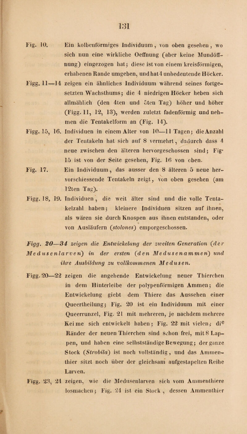 Fig. 10. Ein kolbenförmiges Individuum, von oben gesehen, wo sich nun eine wirkliche Oeffnung (aber keine Mundöff¬ nung) eingezogen hat 5 diese ist von einem kreisförmigen, erhabenen Rande umgeben, und hat4 unbedeutende Höcker. Figg. 11—14 zeigen ein ähnliches Individuum während seines fortge¬ setzten Wachsthums 5 die 4 niedrigen Höcker heben sich allmählich (den 4ten und 5ten Tag) höher und höher (Figg. 11, 12, 13), werden zuletzt fadenförmig und neh¬ men die Tentakelform an (Fig. 14). Figg. 15, 16. Individuen in einem Alter von 10—11 Tagen; die Anzahl der Tentakeln hat sich auf 8 vermehrt, dadurch dass 4 neue zwischen den älteren hervorgeschossen sind; Fig' 15 ist von der Seite gesehen, Fig. 16 von eben. Fig. 17. Ein Individuum, das ausser den 8 älteren 5 neue her- vorschiessende Tentakeln zeigt, von oben gesehen (am I2ten Tag). Figg. 18, 19. Individuen, die weit älter sind und die volle Tenta¬ kelzahl haben; kleinere Individuen sitzen auf ihnen, als wären sie durch Knospen aus ihnen entstanden, oder von Ausläufern (stolones) emporgeschossen. Figg. 20—34 zeigen die Entwickelung der zweiten Generation (der Medusenlarve n) in der ersten (den Medusenammen) und ihre Ausbildung zu vollkommenen Medusen. Figg. 20—22 zeigen die angehende Entwickelung neuer Thierchen in dem Hinterleibe der polypenförmigen Ammen; die Entwickelung giebt dem Thiere das Aussehen einer Queertheilung; Fig. 20 ist ein Individuum mit einer Queerrunzel, Fig. 21 mit mehreren, je nachdem mehrere Keime sich entwickelt haben; Fig. 22 mit vielen,- die Ränder der neuen Thierchen sind schon frei, mit 8 Lap¬ pen, und haben eine selbstständige Bewegung; der ganze Stock (Strobila) ist noch vollständig, und das Ammen¬ thier sitzt noch über der gleichsam aufgestapelten Reihe Larven. Figg. 23, 24 zeigen, wie die Medusenlarven sich vom Ammenthiere losmachen; Fig. 24 ist ein Stock , dessen Ammenthier