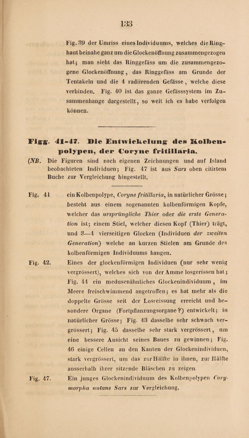 Fig.39 der Umriss eines Individuums, welches dieRing- haut beinahe ganz um die Glockenöffnung zusammengezogen hat5 man sieht das Ringgefäss um die zusammengezo¬ gene Glockenöffnung, das Ringgefäss am Grunde der Tentakeln und die 4 radiirenden Gefässe, welche diese verbinden. Fig. 40 ist das ganze Gefässsystera im Zu¬ sammenhänge dargestellt, so weit ich es habe verfolgen können. Figg. 4JL-4?. Die Entwickelung tles Kolben- polypen, der Coryne fritillaria. (NB. Die Figuren sind nach eigenen Zeichnungen und auf Island beobachteten Individuen; Fig. 47 ist aus Sars oben citirtem Buche zur Vergleichung hingestellt. Fig. 41 einKolbenpolype, Coryne fritillaria, in natürlicher Grösse; besteht aus einem sogenannten kolbenförmigen Kopfe, welcher das ursprüngliche Thier oder die erste Genera¬ tion ist; einem Stiel, welcher diesen Kopf (Thier) trögt, und 3—4 vierseitigen Glocken (Individuen der zweiten Generation) welche an kurzen Stielen am Grunde des kolbenförmigen Individuums hangen. Fig. 42. Eines der glockenförmigen Individuen (nur sehr wenig vergrössert), welches sich von der Amme losgerissen hat; Fig. 44 ein medusenähnliches Glockenindividuum, im Meere freisehwimmend angetroffen; es hat mehr als die doppelte Grösse seit der Losreässung erreicht und be¬ sondere Organe (Fortpflanzungsorgane?) entwickelt; in natürlicher Grösse; Fig. 43 dasselbe sehr schwach ver¬ grössert; Fig. 45 dasselbe sehr stark vergrössert, um eine bessere Ansicht seines Baues zu gewinnen; Fig. 46 einige Cellen an den Kanten der Glockenindividuen, stark vergrössert, um das zurHälfte in ihnen, zur Hälfte ausserhalb ihrer sitzende Bläschen zu zeigen Fig. 47. Ein junges Glockenindividuum des Kolbenpolypen Cory- morpha nutans Sars zur Vergleichung.