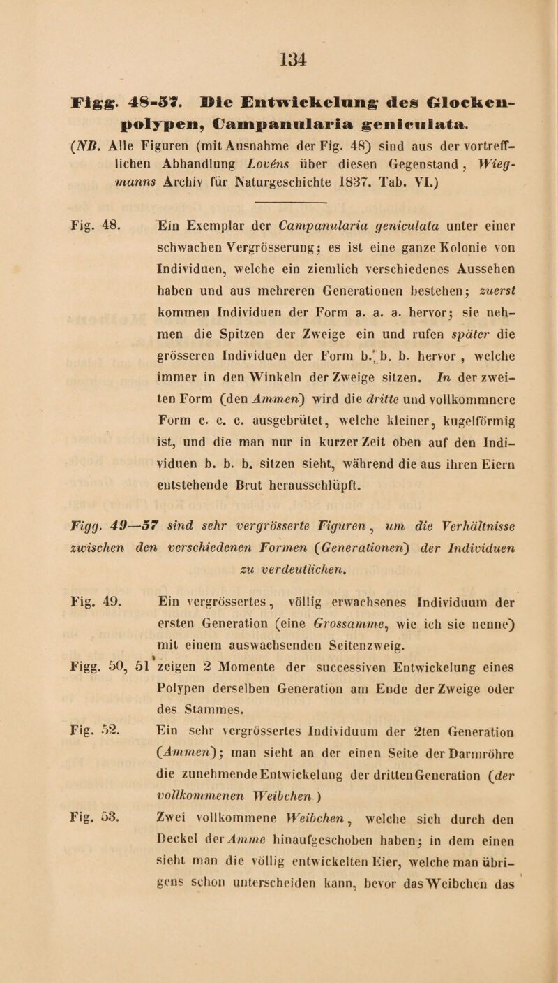 Figg. 48-5?. Die Entwickelung des Glocken- polypen, Camgiannlaria genieulata. (NB. Alle Figuren (mit Ausnahme der Fig. 48) sind aus der vortreff¬ lichen Abhandlung Lovdns über diesen Gegenstand, Wieg¬ manns Archiv für Naturgeschichte 1837. Tab. VI.) Fig. 48. Ein Exemplar der Campanularia geniculata unter einer schwachen Vergrösserung; es ist eine ganze Kolonie von Individuen, welche ein ziemlich verschiedenes Aussehen haben und aus mehreren Generationen bestehen; zuerst kommen Individuen der Form a. a. a. hervor; sie neh¬ men die Spitzen der Zweige ein und rufen später die grösseren Individuen der Form b.‘b, b. hervor , welche immer in den Winkeln der Zweige sitzen. In der zwei¬ ten Form (den Aminen) wird die dritte und vollkommnere Form c. c. c. ausgebrütet, welche kleiner, kugelförmig ist, und die man nur in kurzer Zeit oben auf den Indi¬ viduen b. b. b. sitzen sieht, während die aus ihren Eiern entstehende Brut herausschlüpft. Figg. 49—57 sind sehr vergrösserte Figuren, um die Verhältnisse zwischen den verschiedenen Formen (Generationen) der Individuen zu verdeutlichen. Fig. 49. Ein vergrössertes, völlig erwachsenes Individuum der ersten Generation (eine Grossamme, wie ich sie nenne) mit einem auswachsenden Seitenzweig. Figg. 50, 51 zeigen 2 Momente der successiven Entwickelung eines Polypen derselben Generation am Ende der Zweige oder des Stammes. Fig. 52. Ein sehr vergrössertes Individuum der 2ten Generation (Ammen)', man sieht an der einen Seite der Darmröhre die zunehmendeEntwickelung der dritten Generation (der vollkommenen Weibchen ) Fig. 53. Zwei vollkommene Weibchen, welche sich durch den Deckel der Amme hinaufgeschoben haben; in dem einen sieht man die völlig entwickelten Eier, welche man übri¬ gens schon unterscheiden kann, bevor das Weibchen das