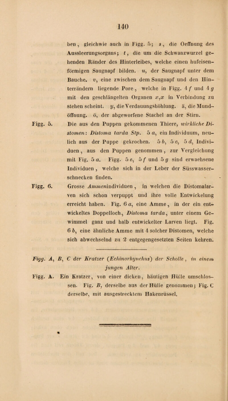 ben , gleichwie auch in Figg. 5; s, die OefTnung des Aussleerungsorgans; t, die um die Schwanzwurzel ge¬ henden Ränder des Hinterleibes, welche einen hufeisen¬ förmigen Saugnapf bilden, u, der Saugnapf unter dem Bauche, v, eine zwischen dem Saugnapf und den Hin¬ terrändern liegende Pore , welche in Figg. 4 f und 4 g mit den geschlängelten Organen x^x in Verbindung zu stehen scheint, ?/, die Verdauungshöhlung. ä, die Mund¬ öffnung. ö, der abgeworfene Stachel an der Stirn. Figg. 5. Die aus den Puppen gekommenen Thiere, wirkliche Di¬ stomen: Distorna tarda Stp. 5 a, ein Individuum, neu¬ lich aus der Puppe gekrochen. 5 6, 5 c, 5 d, Indivi¬ duen , aus den Puppen genommen, zur Vergleichung mit Fig. 5 a. Figg. 5e, 5 f und 5 g sind erwachsene Individuen , welche sich in der Leber der Süsswasser¬ schnecken finden. Figg. 6. Grosse ^Dawienindividuen , in welchen die Distomalar- ven sich schon verpuppt und ihre volle Entwickelung erreicht haben. Fig. 6 a, eine Amme, in der ein ent¬ wickeltes Doppelloch, Distoma tarda, unter einem Ge¬ wimmel ganz und halb entwickelter Larven liegt. Fig. 6 6, eine ähnliche Amme mit 4 solcher Distomen, welche sich abwechselnd zu 2 entgegengesetzten Seiten kehren. Figg. Ä, B, C der Kratzer (Echinorhynchusj der Scholle , in einem jungen Alter. Figg. A. Ein Kratzer, von einer dicken, häutigen Hülle umschlos¬ sen. Fig. B, derselbe aus der Hülle genommen j Fig. C derselbe, mit ausgestrecktem Hakenrüssel.