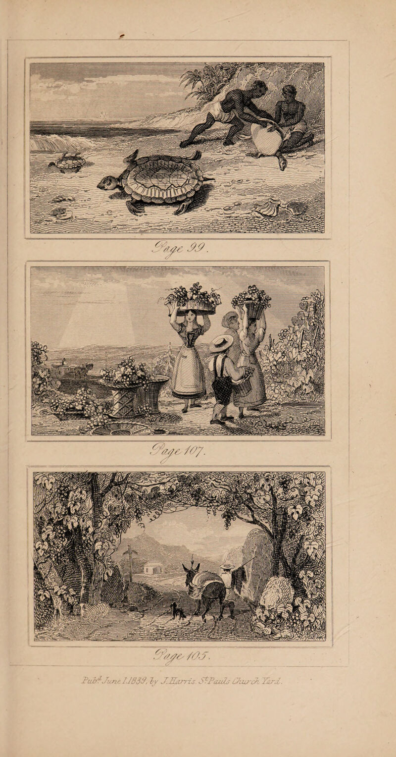 ber that floats on tlie ocean in large quantities. But if the throat be small, the tongue is equally remark¬ able for its enormous size ; being full eighteen feet in length, and, in a whale measuring fifty-six or sixty feet, ten feet broad : it is composed of a soft spongy fat, is very fibrous, weighs from six to eight hundred pounds, yet floats on the water when separated from the body, and yields from four to six barrels of oil. 44 This species has no teeth, as it does not prey upon other fishes, but catches its food by means of a kind of network formed in its mouth, and consisting of horny plates, covered on the inner surface with fine fibres of the same substance, resembling coarse horse-hair. These plates are what we call whale¬ bone, an article of extensive use, as well in ladies’ dresses as in several of the mechanical arts. Some of these whales are from a hundred to a hundred and fifty feet in length: such, however, are now very rarely met with ; for we do not give them time to grow to their full size : but they are frequently caught from fifty to ninety feet long. When they swim in the sea, a part of the head and back is seen, and they appear like huge logs of wood floating in the water. 44 The skin of the whale, which is not covered with scales, is an inch thick, with a layer of fat or blubber beneath, almost half a yard in thickness ; and in so large a creature this affords a great quan¬ tity of oil. 44 Such is the Greenland whale, which exists only in cold climates. Other species, with teeth, are found as well in warm as in cold regions ; and are sometimes larger than those I have described.