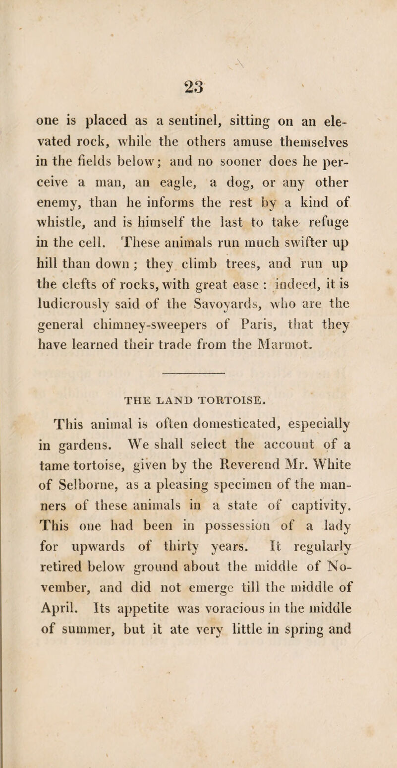 -\ one is placed as a sentinel, sitting on an ele¬ vated rock, while the others amuse themselves in the fields below; and no sooner does he per¬ ceive a man, an eagle, a dog, or any other enemy, than he informs the rest by a kind of whistle, and is himself the last to take refuge in the cell. These animals run much swifter up hill than down ; they climb trees, and run up the clefts of rocks, with great ease : indeed, it is ludicrously said of the Savoyards, who are the general chimney-sweepers of Paris, that they have learned their trade from the Marmot. THE LAND TORTOISE. This animal is often domesticated, especially in gardens. We shall select the account of a tame tortoise, given by the Reverend Mr. White of Selborne, as a pleasing specimen of the man¬ ners of these animals in a state of captivity. This one had been in possession of a lady for upwards of thirty years. It regularly retired below ground about the middle of No¬ vember, and did not emerge till the middle of April. Its appetite was voracious in the middle of summer, but it ate very little in spring and j