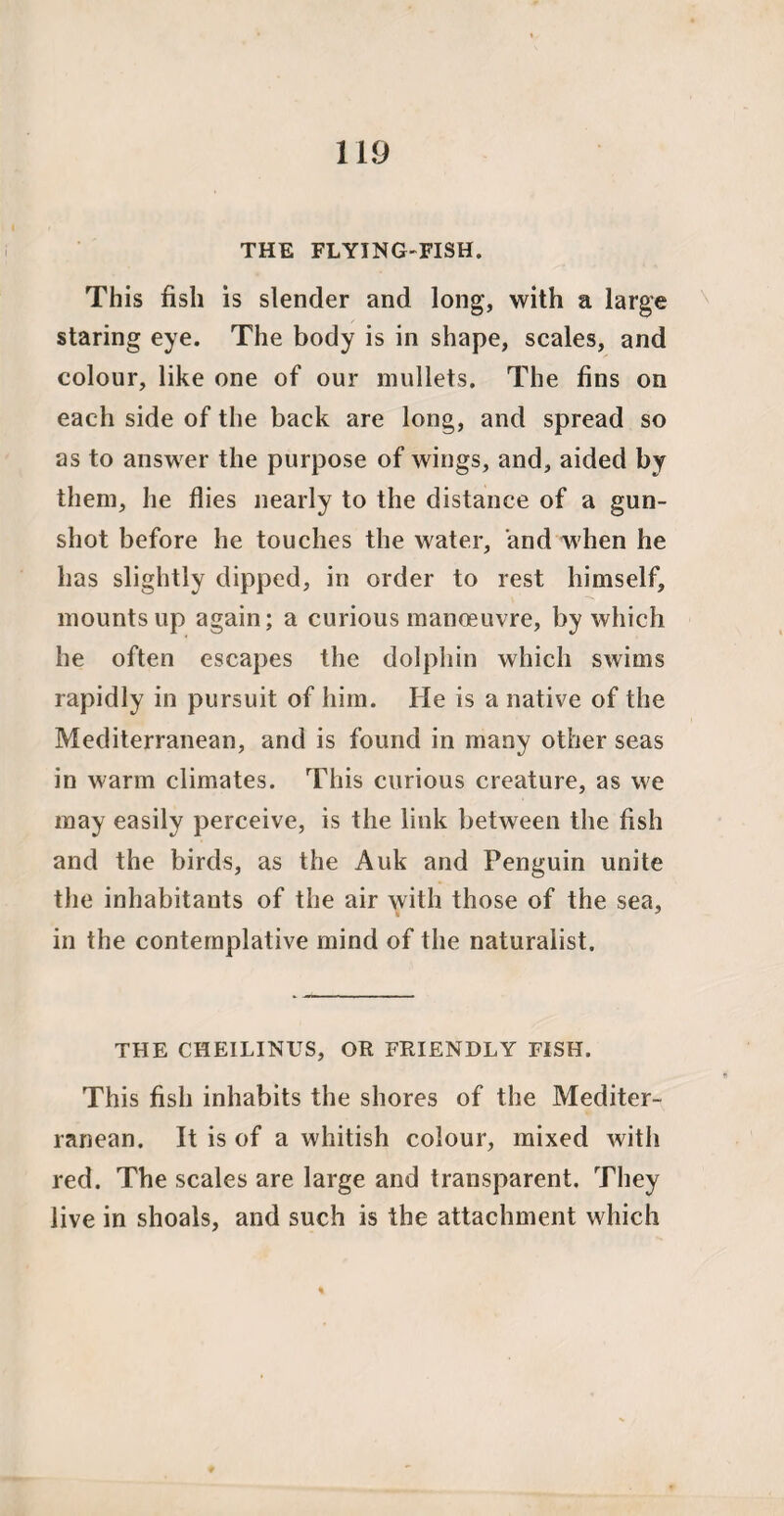 THE FLYING-FISH. This fish is slender and long, with a large staring eye. The body is in shape, scales, and colour, like one of our mullets. The fins on each side of the back are long, and spread so as to answer the purpose of wings, and, aided by them, he flies nearly to the distance of a gun¬ shot before he touches the water, and when he has slightly dipped, in order to rest himself, mounts up again; a curious manoeuvre, by which he often escapes the dolphin which swims rapidly in pursuit of him. He is a native of the Mediterranean, and is found in many other seas in warm climates. This curious creature, as we may easily perceive, is the link between the fish and the birds, as the Auk and Penguin unite the inhabitants of the air with those of the sea, in the contemplative mind of the naturalist. THE CHEILINUS, OR FRIENDLY FISH. This fish inhabits the shores of the Mediter¬ ranean. It is of a whitish colour, mixed with red. The scales are large and transparent. They live in shoals, and such is the attachment which