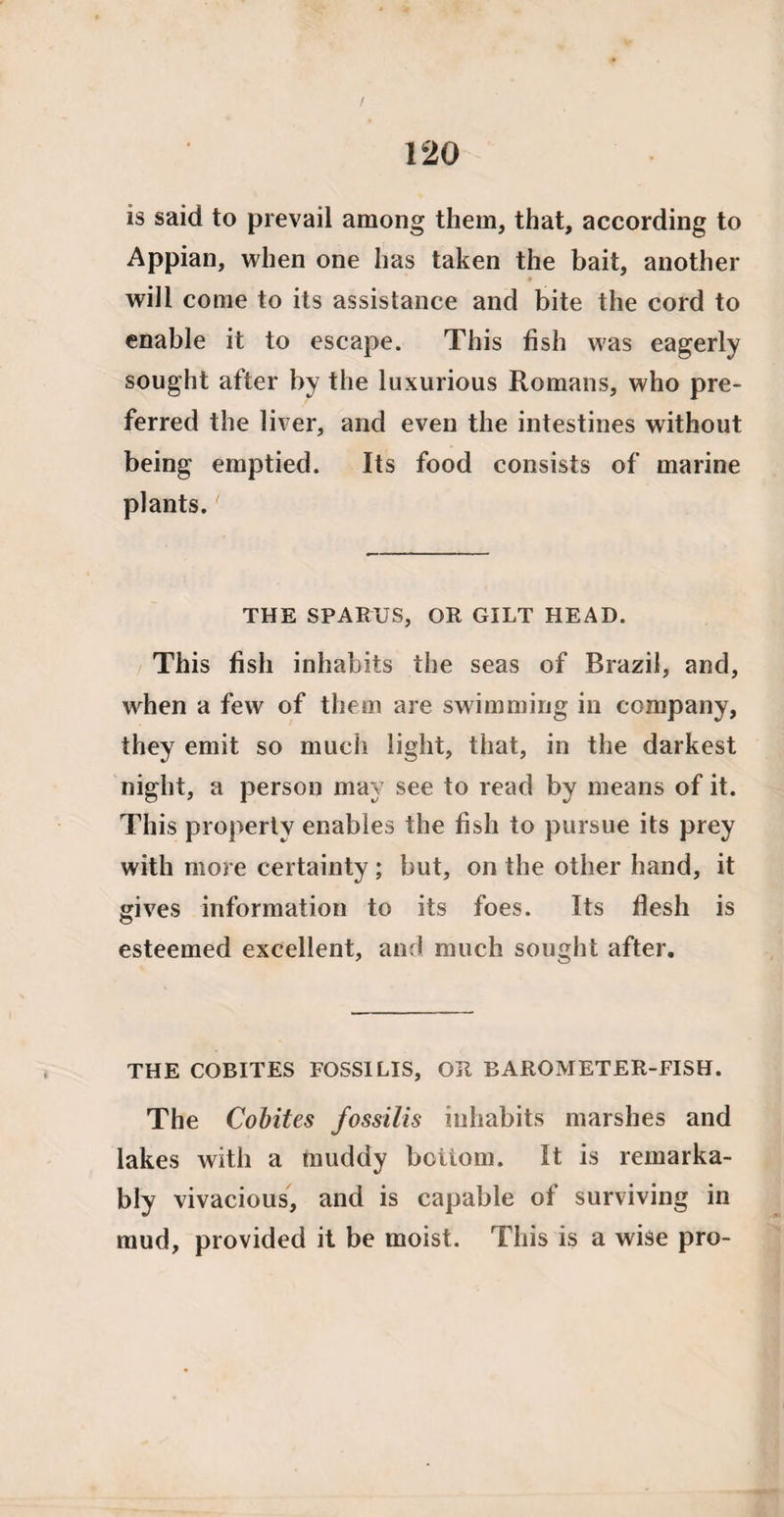 is said to prevail among them, that, according to Appian, when one has taken the bait, another will come to its assistance and bite the cord to enable it to escape. This fish was eagerly sought after by the luxurious Romans, who pre¬ ferred the liver, and even the intestines without being emptied. Its food consists of marine plants. THE SPARTJS, OR GILT HEAD. This fish inhabits the seas of Brazil, and, when a few of them are swimming in company, they emit so much light, that, in the darkest night, a person may see to read by means of it. This property enables the fish to pursue its prey with more certainty; but, on the other hand, it gives information to its foes. Its flesh is esteemed excellent, and much sought after. THE COBITES FOSSILIS, OR BAROMETER-FISH. The Cobites fossilis inhabits marshes and lakes with a muddy bottom. It is remarka¬ bly vivacious, and is capable of surviving in mud, provided it be moist. This is a wise pro-