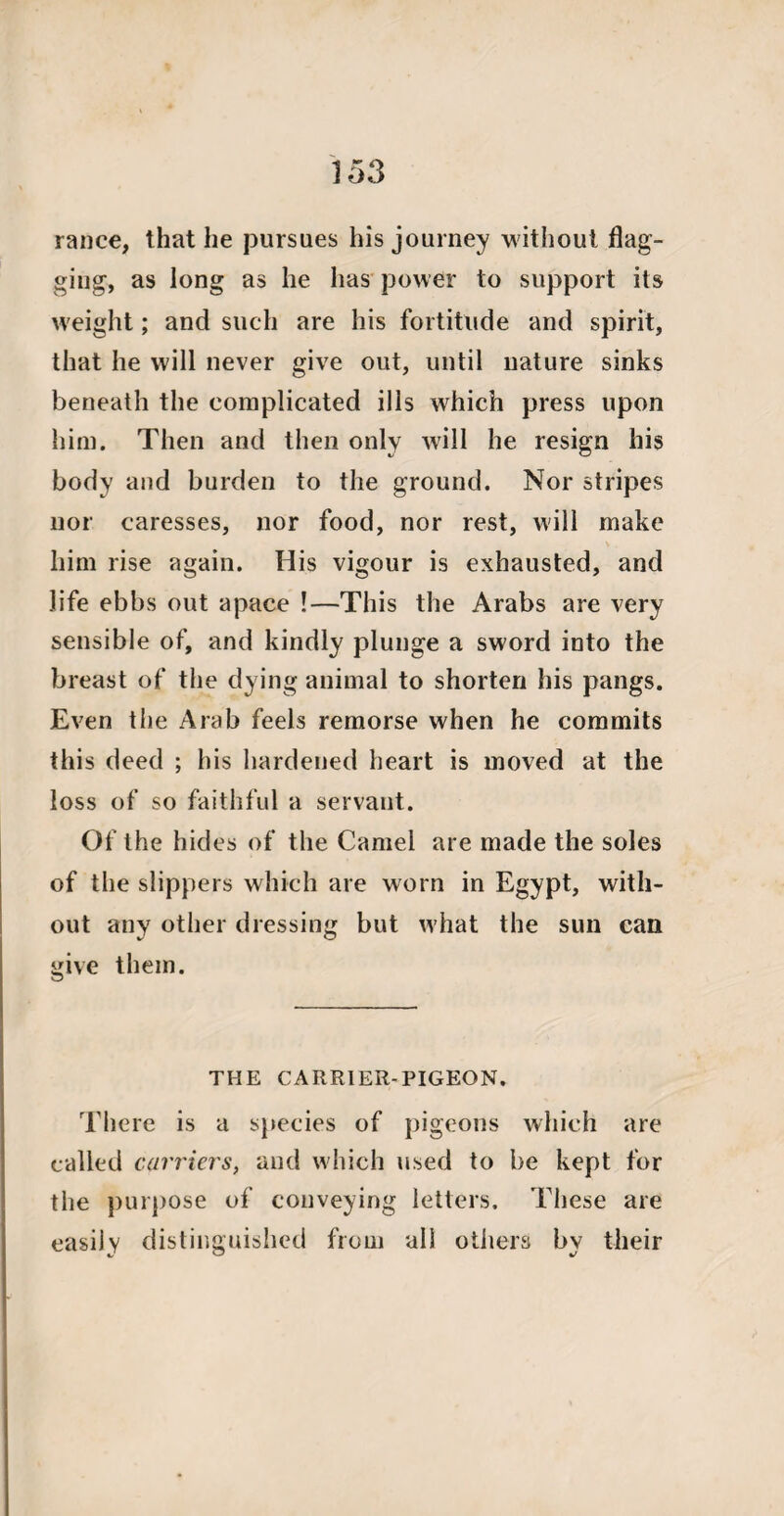 ranee, that he pursues his journey without flag¬ ging, as long as he has power to support its weight; and such are his fortitude and spirit, that he will never give out, until nature sinks beneath the complicated ills which press upon him. Then and then only will he resign his body and burden to the ground. Nor stripes nor caresses, nor food, nor rest, will make him rise again. His vigour is exhausted, and life ebbs out apace !—This the Arabs are very sensible of, and kindly plunge a sword into the breast of the dying animal to shorten his pangs. Even the Arab feels remorse when he commits this deed ; his hardened heart is moved at the loss of so faithful a servant. Of the hides of the Camel are made the soles of the slippers which are worn in Egypt, with¬ out any other dressing but what the sun can give them. THE CARRIER-PIGEON. There is a species of pigeons which are called carriers, and which used to be kept for the purpose of conveying letters. These are easily distinguished from all others by their