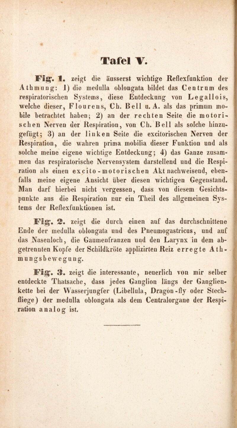 Tafel V. Vfg> J. zeigt die äusserst wichtige Reflexfunktion der Athmung: 1) die medulla oblongata bildet das Centrum des respiratorischen Systems, diese Entdeckung von Le gallo is, welche dieser, Floureus, Ch. Bell u. A. als das primum mo- bile betrachtet haben; 2) an der rechten Seite die motori- sehen Nerven der Respiration, von Ch. Bell als solche hinzu- gefügt; 3) an der linken Seite die excitorischen Nerven der Respiration, die wahren prima mobilia dieser Funktion und als solche meine eigene wichtige Entdeckung; 4) das Ganze zusam- men das respiratorische Nervensystem darstellend und die Respi- ration als einen excito-motorischen Akt nachweisend, eben- falls meine eigene Ansicht über diesen wichtigen Gegenstand. Man darf hierbei nicht vergessen, dass von diesem Gesichts- punkte aus die Respiration nur ein Theil des allgemeinen Sys- tems der Reflexfunktionen ist. Ffgf. 2* zeigt die durch einen auf das durchschnittene Ende der medulla oblongata und des Pneumogastricus, und auf das Nasenloch, die Gaumenfranzen und den Larynx in dem ab- getrennten Kopfe der Schildkröte applizirten Reiz erregte Ath- mungsbewTegung. 4 JFfg*. 21® zeigt die interessante, neuerlich von mir selber entdeckte Thatsache, dass jedes Ganglion längs der Ganglien- kette bei der Wasserjungfer (Libellula, Dragon-fly oder Stech- fliege) der medulla oblongata als dem Centralorgane der Respi- ration analog ist.