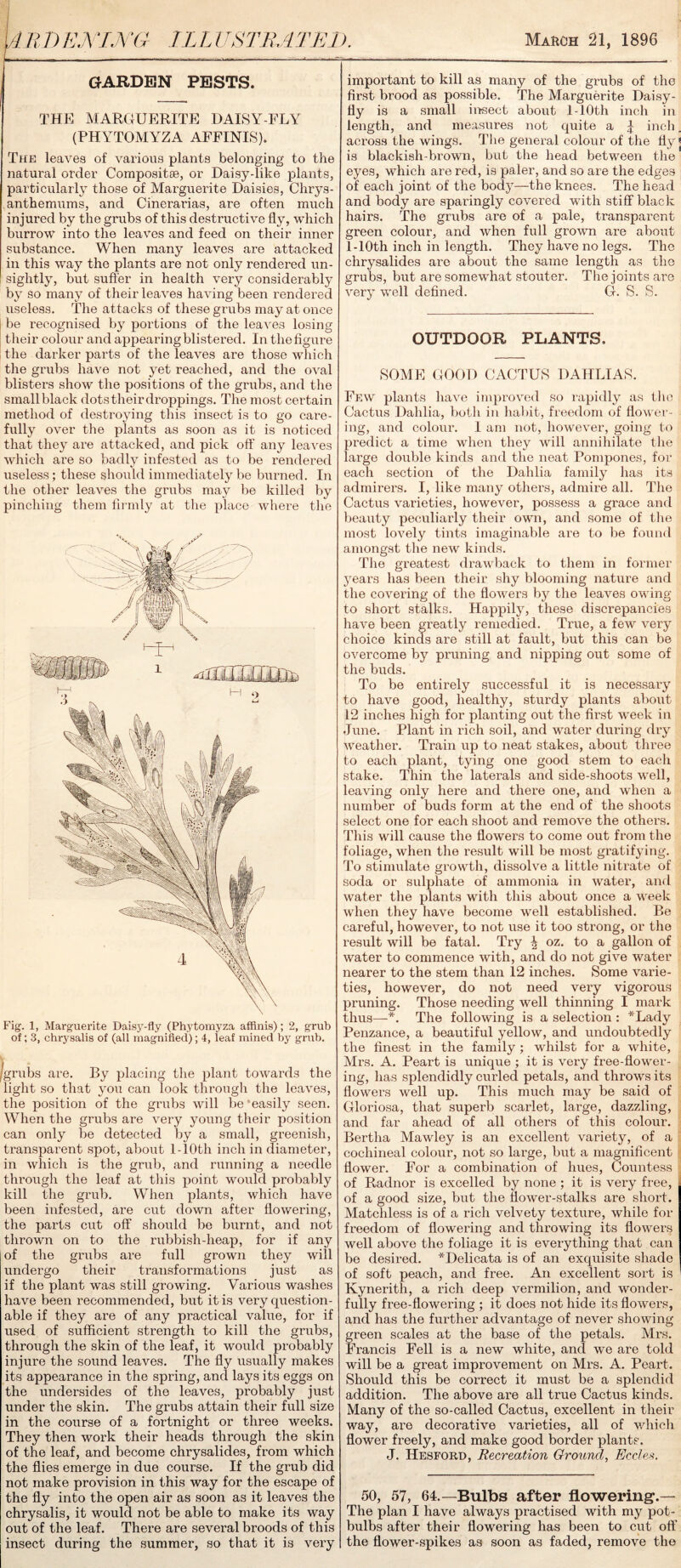 GARDEN PESTS. THE MARGUERITE DAISY-FLY (PHYTOMYZA AFFINIS). The leaves of various plants belonging to the natural order Compositse, or Daisy-like plants, particularly those of Marguerite Daisies, Chrys- anthemums, and Cinerarias, are often much injured by the grubs of this destructive fly, which burrow into the leaves and feed on their inner substance. When many leaves are attacked in this way the plants are not only rendered un- I sightly, but suffer in health very considerably by so many of their leaves having been rendered useless. The attacks of these grubs may at once be recognised by portions of the leaves losing their colour and appearing blistered. In the figure the darker parts of the leaves are those which the grubs have not yet reached, and the oval blisters show the positions of the grubs, and the small black dots their droppings. The most certain method of destroying this insect is to go care- fully over the plants as soon as it is noticed that they are attacked, and pick off any leaves which are so badly infested as to be rendered useless; these should immediately be burned. In the other leaves the grubs may be killed by pinching them firmly at the place where the Fig. 1, Marguerite Daisy-fly (Phytomyza affinis); 2, grub of; 3, chrysalis of (all magnified); 4, leaf mined by grub. /grubs are. By placing the plant towards the light so that you can look through the leaves, the position of the grubs will be‘easily seen. When the grubs are very young their position can only be detected by a small, greenish, transparent spot, about l-10th inch in diameter, in which is the grub, and running a needle through the leaf at this point would probably kill the grub. When plants, which have been infested, are cut down after flowering, the parts cut off should be burnt, and not thrown on to the rubbish-heap, for if any of the grubs are full grown they will undergo their transformations just as if the plant was still growing. Various washes have been recommended, but it is very question- able if they are of any practical value, for if used of sufficient strength to kill the grubs, through the skin of the leaf, it would probably injure the sound leaves. The fly usually makes its appearance in the spring, and lays its eggs on the undersides of the leaves, probably just under the skin. The grubs attain their full size in the course of a fortnight or three weeks. They then work their heads through the skin of the leaf, and become chrysalides, from which the flies emerge in due course. If the grub did not make provision in this way for the escape of the fly into the open air as soon as it leaves the chrysalis, it would not be able to make its way out of the leaf. There are several broods of this insect during the summer, so that it is very important to kill as many of the grubs of the first brood as possible. The Marguerite Daisy- is a small insect about l-10th inch in length, and measures not quite a \ inch, across the wings. The general colour of the fly J is blackish-brown, but the head between the eyes, which are red, is paler, and so are the edges of each joint of the body—the knees. The head and body are sparingly covered with stiff black hairs. The grubs are of a pale, transparent green colour, and when full grown are about l-10th inch in length. They have no legs. The chrysalides are about the same length as the grubs, but are somewhat stouter. The joints are very well defined. G. S. S. OUTDOOR PLANTS, SOME GOOD CACTUS DAHLIAS. Few plants have improved so rapidly as the Cactus Dahlia, both in habit, freedom of flower- ing, and colour. I am not, however, going to predict a time when they will annihilate the large double kinds and the neat Pompones, for each section of the Dahlia family has its admirers. I, like many others, admire all. The Cactus varieties, however, possess a grace and beauty peculiarly their own, and some of the most lovely tints imaginable are to be found amongst the new kinds. The greatest drawback to them in former years has been their shy blooming nature and the covering of the flowers by the leaves owing to short stalks. Happily, these discrepancies have been greatly remedied. True, a few very choice kinds are still at fault, but this can be overcome by pruning and nipping out some of the buds. To be entirely successful it is necessary to have good, healthy, sturdy plants about 12 inches high for planting out the first week in June. Plant in rich soil, and water during dry weather. Train up to neat stakes, about three to each plant, tying one good stem to each stake. Thin the laterals and side-shoots well, leaving only here and there one, and when a number of buds form at the end of the shoots select one for each shoot and remove the others. This will cause the flowers to come out from the foliage, when the result will be most gratifying. To stimulate growth, dissolve a little nitrate of soda or sulphate of ammonia in water, and water the plants with this about once a week when they have become well established. Be careful, however, to not use it too strong, or the result will be fatal. Try ^ oz. to a gallon of water to commence with, and do not give water nearer to the stem than 12 inches. Some varie- ties, however, do not need very vigorous pruning. Those needing well thinning I mark thus—*. The following is a selection : *Lady Penzance, a beautiful yellow, and undoubtedly the finest in the family ; whilst for a white, Mrs. A. Peart is unique ; it is very free-flower- ing, has splendidly curled petals, and throws its flowers well up. This much may be said of Gloriosa, that superb scarlet, large, dazzling, and far ahead of all others of this colour. Bertha Mawley is an excellent variety, of a cochineal colour, not so large, but a magnificent flower. For a combination of hues, Countess of Radnor is excelled by none ; it is very free, of a good size, but the flower-stalks are short. Matchless is of a rich velvety texture, while for freedom of flowering and throwing its flowers well above the foliage it is everything that can be desired. *Delicata is of an exquisite shade of soft peach, and free. An excellent sort is Kynerith, a rich deep vermilion, and wonder- fully free-flowering ; it does not hide its flowers, and has the further advantage of never showing freen scales at the base of the petals. Mrs. 'rancis Fell is a new white, and we are told will be a great improvement on Mrs. A. Peart. Should this be correct it must be a splendid addition. The above are all true Cactus kinds. Many of the so-called Cactus, excellent in their way, are decorative varieties, all of which flower freely, and make good border plants. J. ITesford, Recreation Ground, Eccles. 50, 57, 64.— Bulbs after flowering.— The plan I have always practised with my pot- bulbs after their flowering has been to cut off the flower-spikes as soon as faded, remove the
