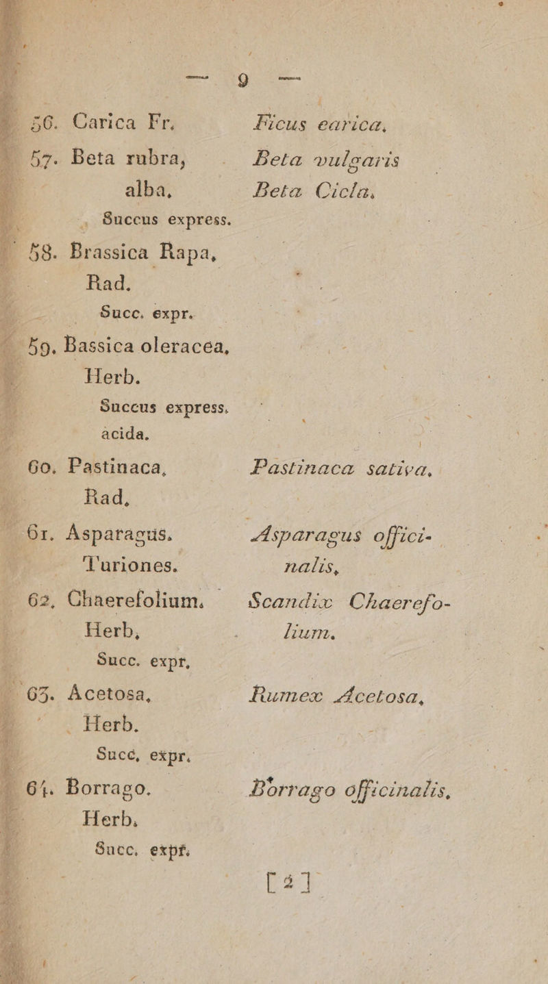 Li —À 9 toa E | SgtHe M L 56. Carica Fr, Picus earica, . 57. Beta rubra, . Beta vulgaris dM alba, Beta Cicla, | E Succus express. : : 58. Brassica JN Ly $ LE | Rad. E. Succ expr. 33 -. 59. Bassica oleracea, Herb. Succus express. á àcida, jd ; 5 Go, Pastinaca, . — Pastznaca sativa, D^ Rad, ! jj 6r. Ásparagus. AMsparagus offici- - - Turiones. nalis, | v 62, Chaerefolium. — Scandix Caerefo- Herb, ; lium. | Succ. expr, | P. 5. Ácetosa, Rumez zcetosa, P ' . Herb. | V Sucé, expr. d r 4. Borrago. . JBorrago officinalis, E Herb Succ, expf. Ls LEFT