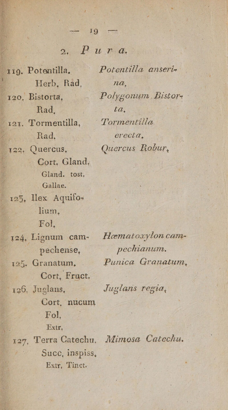 i119. Potentilla, E Herb, Rad, ERITTA d [22. Quercus, [ — - Cort, Gland, Gland. Gallae.- : L llex Aquifo.- tost. ium, - 124, Lignum .cam- E ^ pechense, . 195. Granatum, 7 Cort, Fruct. - Fol, Extr. Extr, Tinct. Potentilla anseri- Polygonum ,Bistor« - La, erecía, Quercus Robur, Heematoxylon canm- pechianurm. Punica Granatum, Juglans regia, Mimosa Catecku.