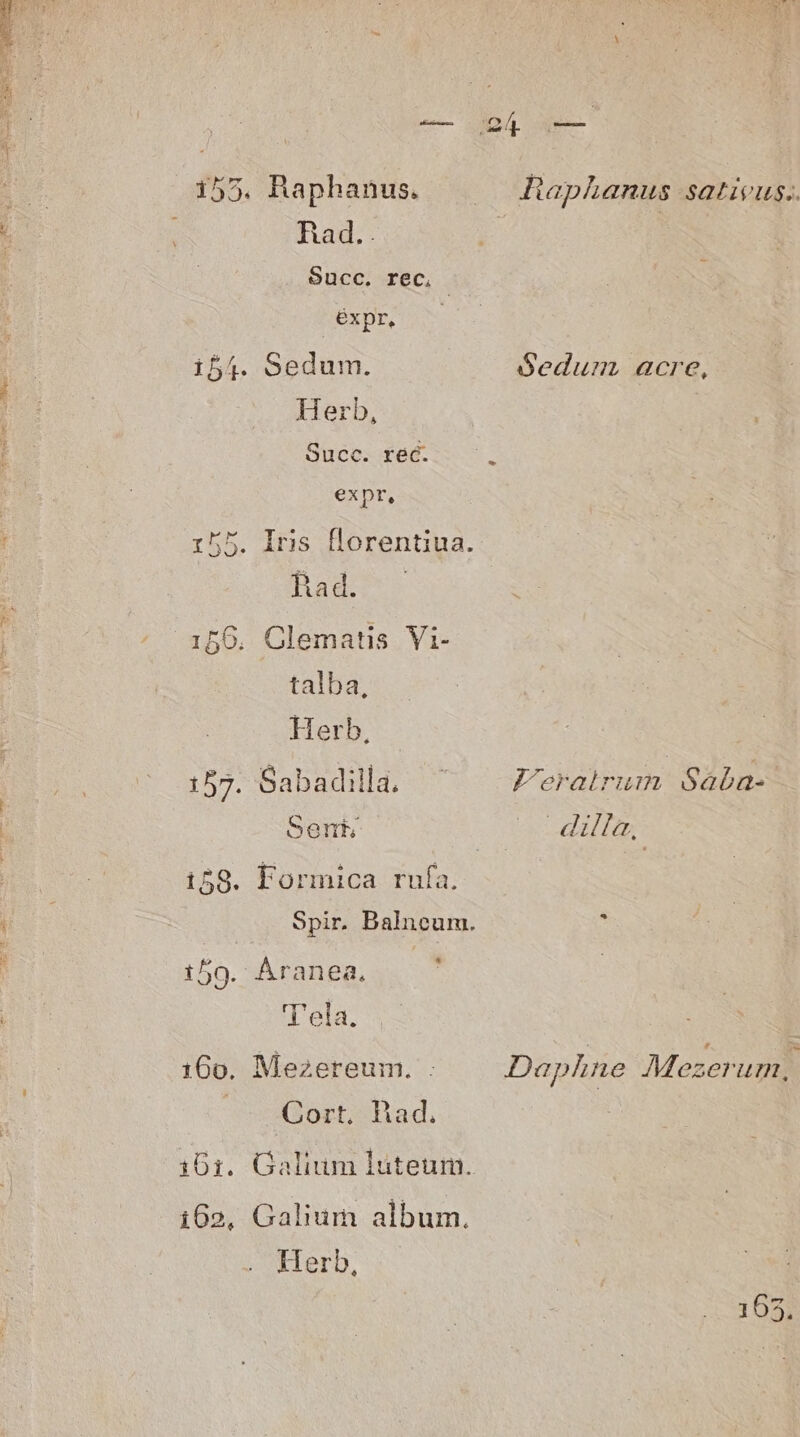 NC SENE - 5. cnm Q4 pe-— 155. Raphanus. . Zphanus sativus.. had.. Succ. rec, : éxpr, i54. Sedum. óedurm. acre, Herb, Succ. rec. E €xpr, 155. Iris florentiua. Bad. 156. Glematis Vi- talba, Herb, | 157. Sabadilla. ^ ^ Z'eratrum Saba- Sent —. dillm, 159. Formica rufa. Spir. Balneum. : 150. Áranea. | 'T'ela. 160. Mezereum. : Daphne MesePumi Gort, Had. 1061. Galium luteum. 162, Galium album. Herb,