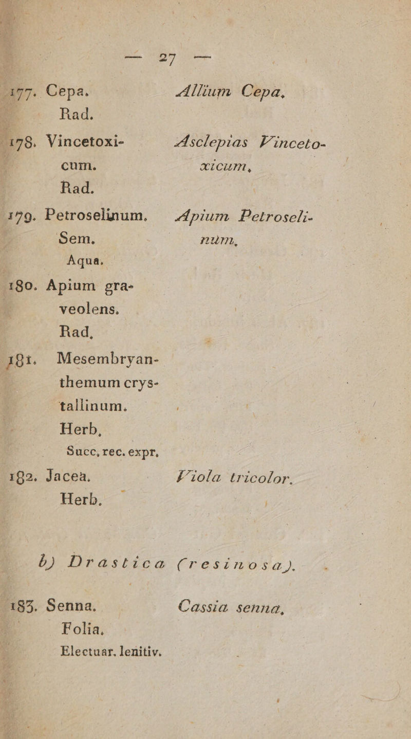 Cepa. Allium Cepa, Rad. Vincetoxi- dsclepias F'inceto- cum. acum, | Rad. 129. Petroselinum,. — 74pium Petroseli- u Sem. |. num, ; |. Aqua. 180. Apium gra- 1 veolens. Rad, 181. Mesembryan- themum crys- tallinum. | Herb, Succ, rec. expr, 192. Jacea. FKiola tricolor. E Herb. — ( ó) Drastica (resinosa,. 185. Senna. Cassia senna, Folia, Electuar. lenitiv.