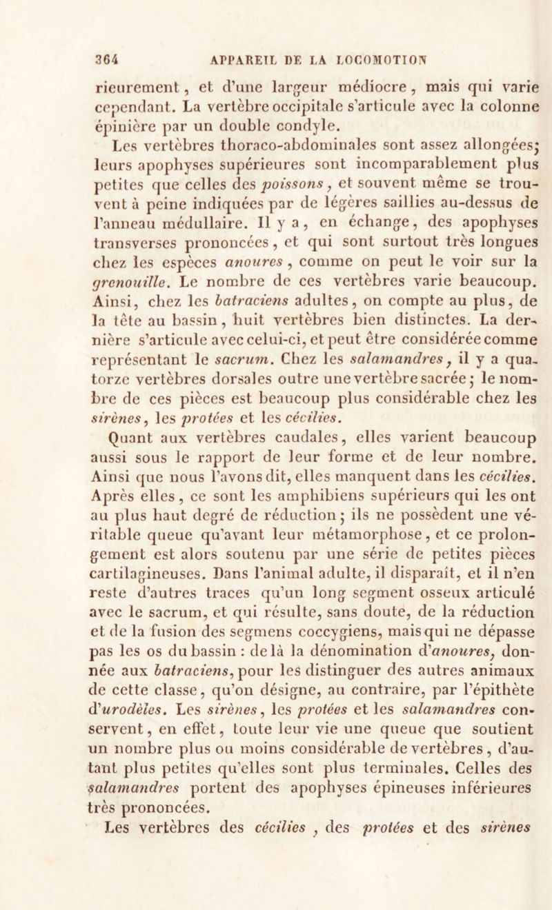 rieurcmenl, et d’une largeur médiocre, mais qui varie cependant. La vertèbre occipitale s’articule avec la colonne épinière par un double condyle. Les vertèbres thoraco-abdominales sont assez allongéesj leurs apophyses supérieures sont incomparablement plus petites que celles des poissons, et souvent meme se trou¬ vent à peine indiquées par de légères saillies au-dessus de l’anneau médullaire. Il y a, en échange, des apophyses transverses prononcées, et qui sont surtout très longues chez les espèces anoures , comme on peut le voir sur la (jrcnouillc. Le nombre de ces vertèbres varie beaucoup. Ainsi, chez les batraciens adultes, on compte au plus, de la tête au bassin, huit vertèbres bien distinctes. La der¬ nière s’articule avec celui-ci, et peut être considérée comme représentant le sacrum. Chez les salamandres^ il y a qua, torze vertèbres dorsales outre une vertèbre sacrée,* le nom¬ bre de ces pièces est beaucoup plus considérable chez les sirènes, les proiées et les céc//îes. Quant aux vertèbres caudales, elles varient beaucoup aussi sous le rapport de leur forme et de leur nombre. Ainsi que nous l’avons dit, elles manquent dans les cécilies. Après elles, ce sont les amphibiens supérieurs qui les ont au plus haut degré de réduction 5 ils ne possèdent une vé¬ ritable queue qu’avant leur métamorphose, et ce prolon¬ gement est alors soutenu par une série de petites pièces cartilagineuses. Dans l’animal adulte, il disparaît, et il n’en reste d’autres traces qu’un long segment osseux articulé avec le sacrum, et qui résulte, sans doute, de la réduction et de la fusion des segniens coccygiens, mais qui ne dépasse pas les os du bassin : delà la dénomination d'anoures, don¬ née aux batraciens, ipour les distinguer des autres animaux de cette classe, qu’on désigne, au contraire, par l’épithète d'urodèles. Les sirènes, les protées et les salamandres con¬ servent , en effet, toute leur vie une queue que soutient un nombre plus ou moins considérable de vertèbres , d’au¬ tant plus petites qu’elles sont plus terminales. Celles des salamandres portent des apophyses épineuses inférieures très prononcées. Les vertèbres des cécilies , des protées et des sirènes