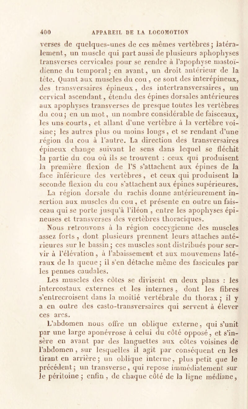 verses de quelques-unes de ces mêmes vertèbres; latéra¬ lement, un muscle qui part aussi de plusieurs apliopliyses Iransverscs cervicales pour se rendre à l’apophyse mastoï¬ dienne du temporal; en avant, un droit antérieur de la tète. Quant aux muscles du cou , ce sont des interépineux, des transversaires épineux, des intertransversaires, un cervical ascendant, étendu des épines dorsales antérieures aux apophyses transverscs de presejue toutes les vertèbres du cou; en un mot, un nombre considérable de faisceaux, les uns courts, et allant d’une vertèbre à la vertèbre voi¬ sine; les autres plus ou moins longs, et se rendant d’une région du cou à l’autre. La direction des transversaires épineux change suivant le sens dans lequel se fléchit la partie du cou où ils se trouvent : ceux qui jiroduisent la première flexion de l’S s’attachent aux épines de la hice inférieure des vertèbres , et ceux qui produisent la seconde flexion du cou s’attachent aux épines supérieures. La région dorsale du rachis donne antérieurement in¬ sertion aux muscles du cou , et présente en outre un fais- eeaii qui se porte jusqu’à l’iléon , entre les apophyses épi¬ neuses et transverses des vertèbres thoraciques. Nous retrouvons à la région coccygienne des muscles assez forts , dont plusieurs prennent leurs attaches anté¬ rieures sur le bassin ; ces muscles sont distribués pour ser¬ vir à l’élévation, à l’abaissement et aux mouvemens laté¬ raux de la queue ; il s'en détache même des faseicules par les pennes caudales. Les muscles des côtes se divisent en deux plans ; les intercostaux externes et les internes, dont les fibres s’entrecroisent dans la moitié vertébrale du thorax ; il y a en outre des casto-transversaires qui servent à élever ces ares. L’abdomen nous offre un oblique externe, qui s’unit par une large aponévrose à celui du côté opposé, et s’in¬ sère en avant par des languettes aux côtes voisines de l’abdomen , sur lesquelles il agit par conséquent en les tirant en arrière; un oblique interne, plus petit que le précédent; un transverse, qui repose immédiatement sur je péritoine ; enfin , de chaque côté de la ligne médiane,