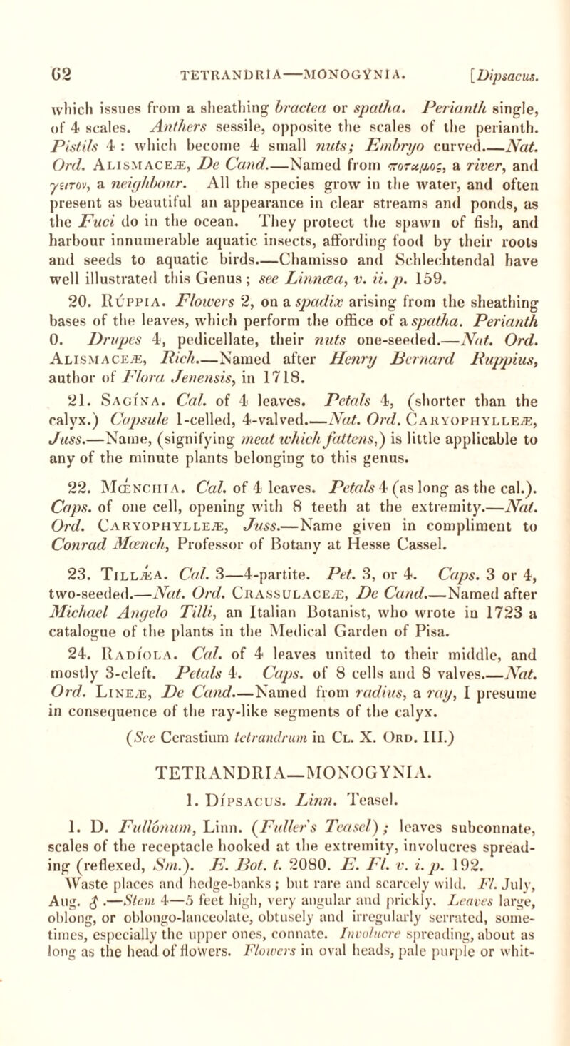 which issues from a sheathing bractea or spatha. Perianth single, of 4 scales. Anthers sessile, opposite the scales of the perianth. Pistils 4 : which become 4 small nuts; Embryo curved.—Nat. Orel. Alismace^e, De Cand—Named from crorctyoc, a river, and yurov, a neighbour. All the species grow in the water, and often present as beautiful an appearance in clear streams and ponds, as the Fuel do in the ocean. They protect the spawn of fish, and harbour innumerable aquatic insects, affording food by their roots and seeds to aquatic birds.—Chamisso and Schlechtendal have well illustrated this Genus; see Linncea, v. ii. p. 159. 20. Ruppia. Flowers 2, on a spadix arising from the sheathing bases of the leaves, which perform the office of a spatha. Perianth 0. Drupes 4, pedicellate, their nuts one-seeded.—Nut. Ord. Alismace«, Rich—Named after Henry Bernard Ruppius, author of Flora Jenensis, in 1718. 21. Sagina. Cal. of 4 leaves. Petals 4, (shorter than the calyx.) Capsule l-celled, 4-valved.—Nat. Ord. Caryophylle#:, Juss.—Name, (signifying meat which fattens,') is little applicable to any of the minute plants belonging to this genus. 22. Mcenchia. Cal. of 4 leaves. Petals 4 (as long as the cal.). Caps, of one cell, opening with 8 teeth at the extremity.—Nat. Ord. CaryophyllejE, Juss.—Name given in compliment to Conrad Mcench, Professor of Botany at Hesse Cassel. 23. Till^a. Cal. 3—4-partite. Pet. 3, or 4. Caps. 3 or 4, two-seeded.—Nat. Ord. Crassulace.e, De Cand.—Named after Michael Angelo Tilli, an Italian Botanist, who wrote in 1723 a catalogue of the plants in the Medical Garden of Pisa. 24. Radiola. Cal. of 4 leaves united to their middle, and mostly 3-cleft. Petals 4. Caps, of 8 cells and 8 valves.—Nat. Ord. L INE/E, De Cand.—Named from radius, a ray, I presume in consequence of the ray-like segments of the calyx. (See Cerastium tetrandrum in Cl. X. Ord. III.) TETRANDRIA—MONOGYNIA. 1. Dipsacus. Linn. Teasel. 1. D. Fullbnum, Linn. (Fullers Teasel); leaves subconnate, scales of the receptacle hooked at the extremity, involucres spread- ing (reflexed, Sm.'). E. Dot. t. 2080. F. FI. v. i. p. 192. Waste places and hedge-banks ; but rare and scarcely wild. Ft. July, Aug. $ .—Stem 4—5 feet high, very angular and prickly. Leaves large, oblong, or oblongo-lanceolate, obtusely and irregularly serrated, some- times, especially the upper ones, connate. Involucre spreading, about as long as the head of flowers. Flowers in oval heads, pale purple or whit-