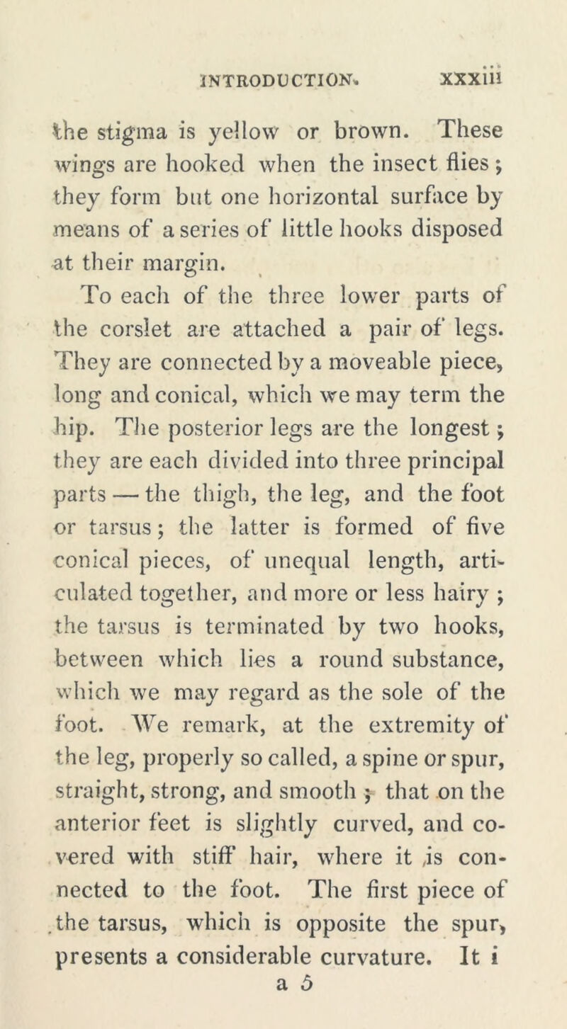 the stigma is yellow or brown. These wings are hooked when the insect flies ; they form but one horizontal surface by means of a series of little hooks disposed at their margin. O % To eacli of the three lower parts of the corslet are attached a pair of legs. They are connected by a moveable piece, long and conical, which we may term the hip. The posterior legs are the longest ; they are each divided into three principal parts — the thigh, the leg, and the foot or tarsus ; the latter is formed of five conical pieces, of unequal length, arti- culated together, and more or less hairy ; the tarsus is terminated by two hooks, between which lies a round substance, which we may regard as the sole of the foot. We remark, at the extremity of the leg, properly so called, a spine or spur, straight, strong, and smooth ; that on the anterior feet is slightly curved, and co- vered with stiff’ hair, where it ,is con- nected to the foot. The first piece of .the tarsus, which is opposite the spur, presents a considerable curvature. It i