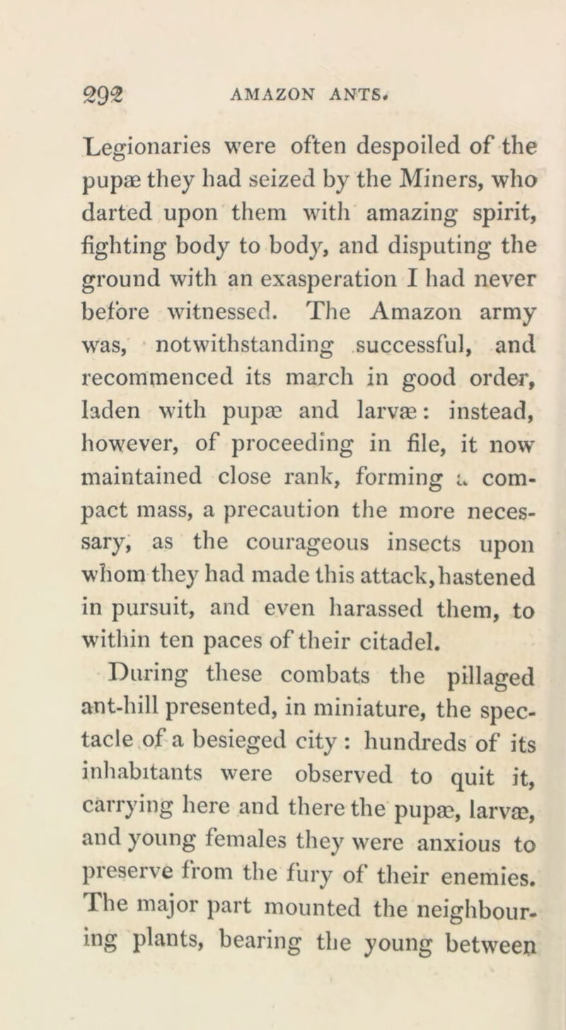 Legionaries were often despoiled of the pupae they had seized by the Miners, who darted upon them with amazing spirit, fighting body to body, and disputing the ground with an exasperation I had never before witnessed. The Amazon army was, notwithstanding successful, and recommenced its march in good order, laden with pupae and larvae : instead, however, of proceeding in file, it now maintained close rank, forming a com- pact mass, a precaution the more neces- sary, as the courageous insects upon whom they had made this attack, hastened in pursuit, and even harassed them, to within ten paces of their citadel. During these combats the pillaged ant-hill presented, in miniature, the spec- tacle of a besieged city : hundreds of its inhabitants were observed to quit it, carrying here and there the pupæ, larvae, and young females they were anxious to preserve from the fury of their enemies. The major part mounted the neighbour- ing plants, bearing the young between