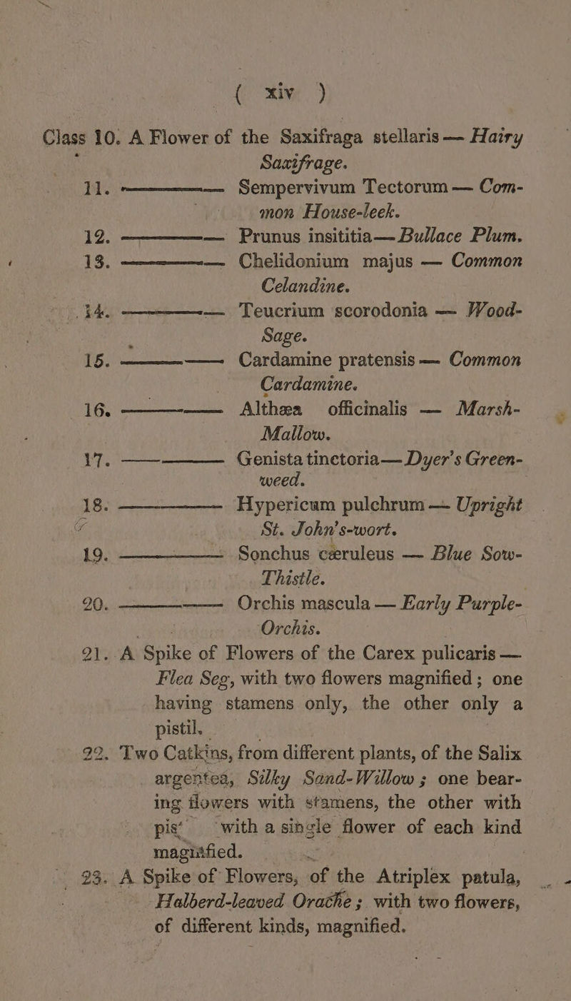 hy Xie. ) 11. 93, Saxifrage. Sempervivum Tectorum — Com- mon House-leek. Chelidonium majus — Common Celandine. Teucrium scorodonia — Wood- Sage. Cardamine pratensis — Common Cardamine. Althea officinalis — Marsh- Mallow. Genista tinctoria— Dyer’s Green- weed. Hypericum pulchrum — Upright St. John’s-wort. Sonchus ceruleus — Blue Sow- Thistle. | Orchis mascula — Early Purple- Orchis. pistil.
