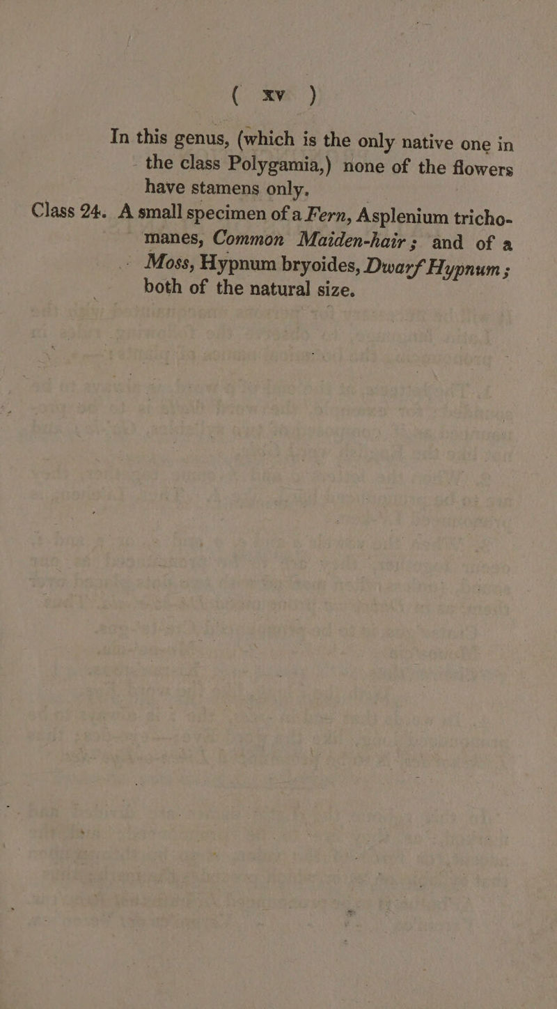 In this genus, (which is the only native one in - the class Polygamia,) none of the flowers have stamens only, 7 Class 24. A small specimen of a Fern, Asplenium tricho- manes, Common Maiden-hair; and of a Moss, Hypnum bryoides, Dwarf Hypnum ; both of the natural size.