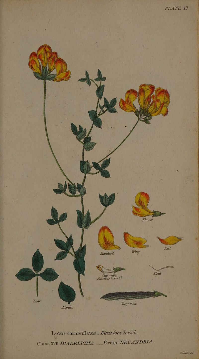 Y= Gp with Stambns &amp; PistiD Lotus corniculatus — Birds foot Fefoil. Class XVI DIADELPHIA —_Order DECANDRIA.