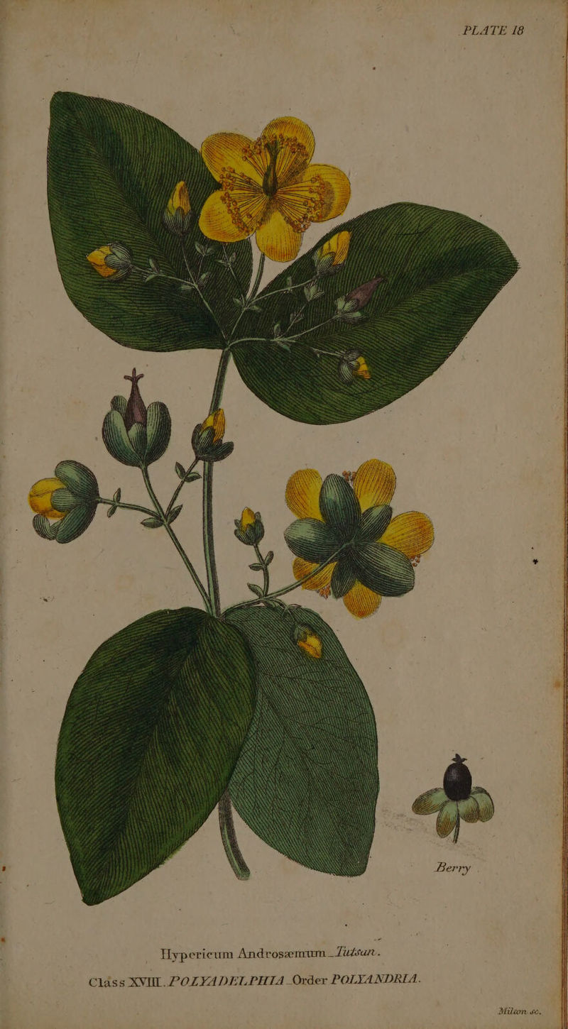 Class XVII, POZYADELPHTA _Order POLYANDELA.