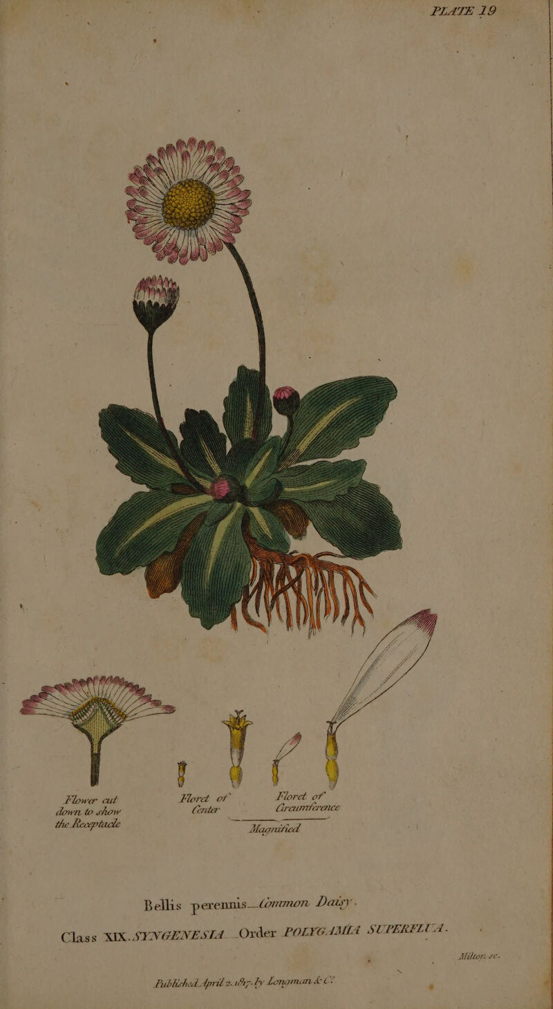 Flower cut 2 Floret of ¥ down to show . Graurtirence the B m etd Uagrified Bellis perennis—Conunon Daisy. Class XIX. SYVGENESTA. Order POLYGAIMIA SUPERELUA. Ailton we. a 4