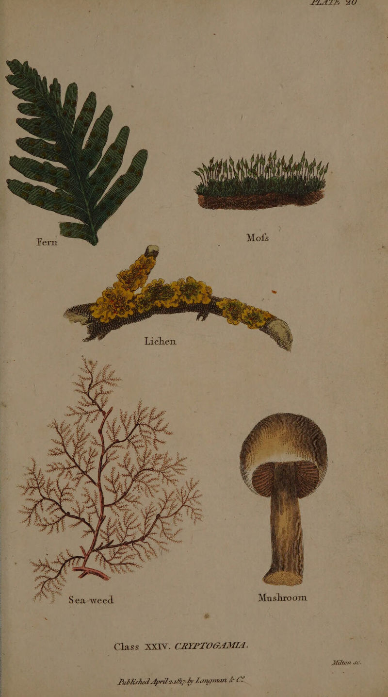 = Lichen a x “4; iy ie ANF IE i, 4 &amp; 4 x S ea-weed. Lublished April 2187 by Longman LCL