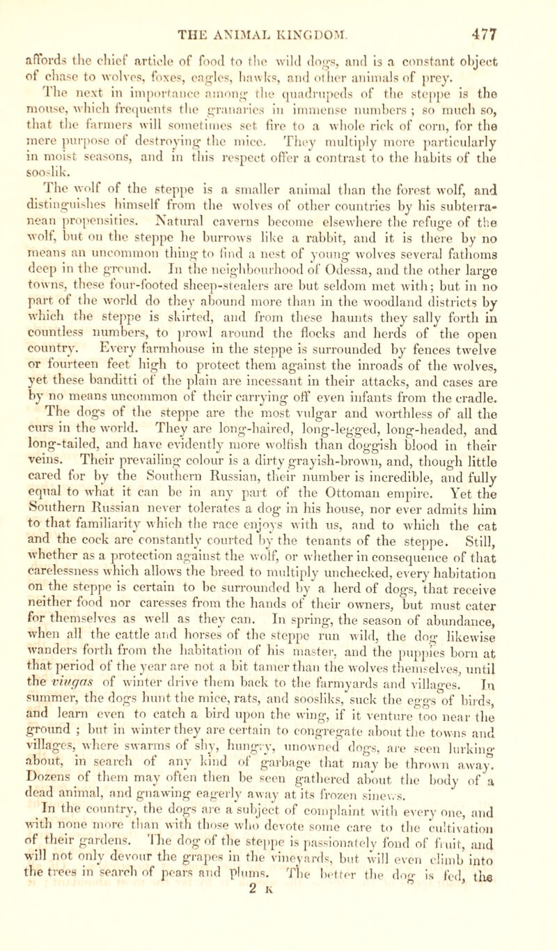 dogS and is a constant object other animals of prey. affords the chief article of food to the wile ot chase to wolves, foxes, eagles, hawks, am The next in importance among the quadrupeds of the steppe is the mouse, which frequents the granaries in immense numbers ; so much so, that the farmers will sometimes set fire to a whole rick of corn, for the mere purpose of destroying the mice. They multiply more particularly in moist seasons, and in tliis respect offer a contrast to the habits of the sooslik. The wolf of the steppe is a smaller animal than the forest wolf, and distinguishes himself from the wolves of other countries by his subteira* nean propensities. Natural caverns become elsewhere the refuge of the wolf, but on the steppe be burrows like a rabbit, and it is there by no means an uncommon thing to find a nest of young wolves several fathoms deep in the ground. In the neighbourhood of Odessa, and the other largo towns, these four-footed sheep-stealers are but seldom met with; but in no part of the world do they abound more than in the woodland districts by which the steppe is skirted, and from these haunts they sally forth in countless numbers, to prowl around the flocks and herds of the open country. Every farmhouse in the steppe is surrounded by fences twelve or fourteen feet high to protect them against the inroads of the wolves, yet these banditti of the plain are incessant in their attacks, and cases are by no means uncommon of their carrying off even infants from the cradle. The dogs of the steppe are the most vulgar and worthless of all the ours in the world. They are long-haired, long-legged, long-headed, and long-tailed, and have evidently more wolfish than doggish blood in their veins. Their prevailing colour is a dirty grayish-brown, and, though little cared for by the Southern Russian, their number is incredible, and fully equal to what it can be in any part of the Ottoman empire. Yet the Southern Russian never tolerates a dog in his house, nor ever admits him to that familiarity which the race enjoys with us, and to which the cat and the cock are constantly courted by the tenants of the steppe. Still, whether as a protection against the wolf, or whether in consequence of that carelessness which allows the breed to multiply unchecked, every habitation on the steppe is certain to be surrounded by a herd of dogs, that receive neither food nor caresses from the hands of their owners, but must cater for themselves as well as they can. In spring, the season of abundance, when all the cattle and horses of the steppe run wild, the dog likewise wanders forth from the habitation of his master, and the puppies born at that period of the year are not a bit tamer than the wolves themselves, until the viugas of winter drive them back to the farmyards and villages. In summer, the dogs hunt the mice, rats, and soosliks, suck the eggs of birds, and learn even to catch a bird upon the wing, if it venture too near the ground ; but in winter they are certain to congregate about the towns and villages, where swarms of shy, hung; v about, in search of anv kind of are seen lurking unowned dogs, or garbage that may be thrown away. Dozens of them may often then be seen gathered about the body of a dead animal, and gnawing eagerly away at its frozen sinews. In the country, the dogs are a subject of complaint with every one, and with none more than with those who devote some care to the cultivation of their gardens. The dog of the steppe is passionately fond of fruit, and will not onlv devour the grapes in the vineyards, but will even climb into is fed, the the trees in search of pears and plums. The better the dr