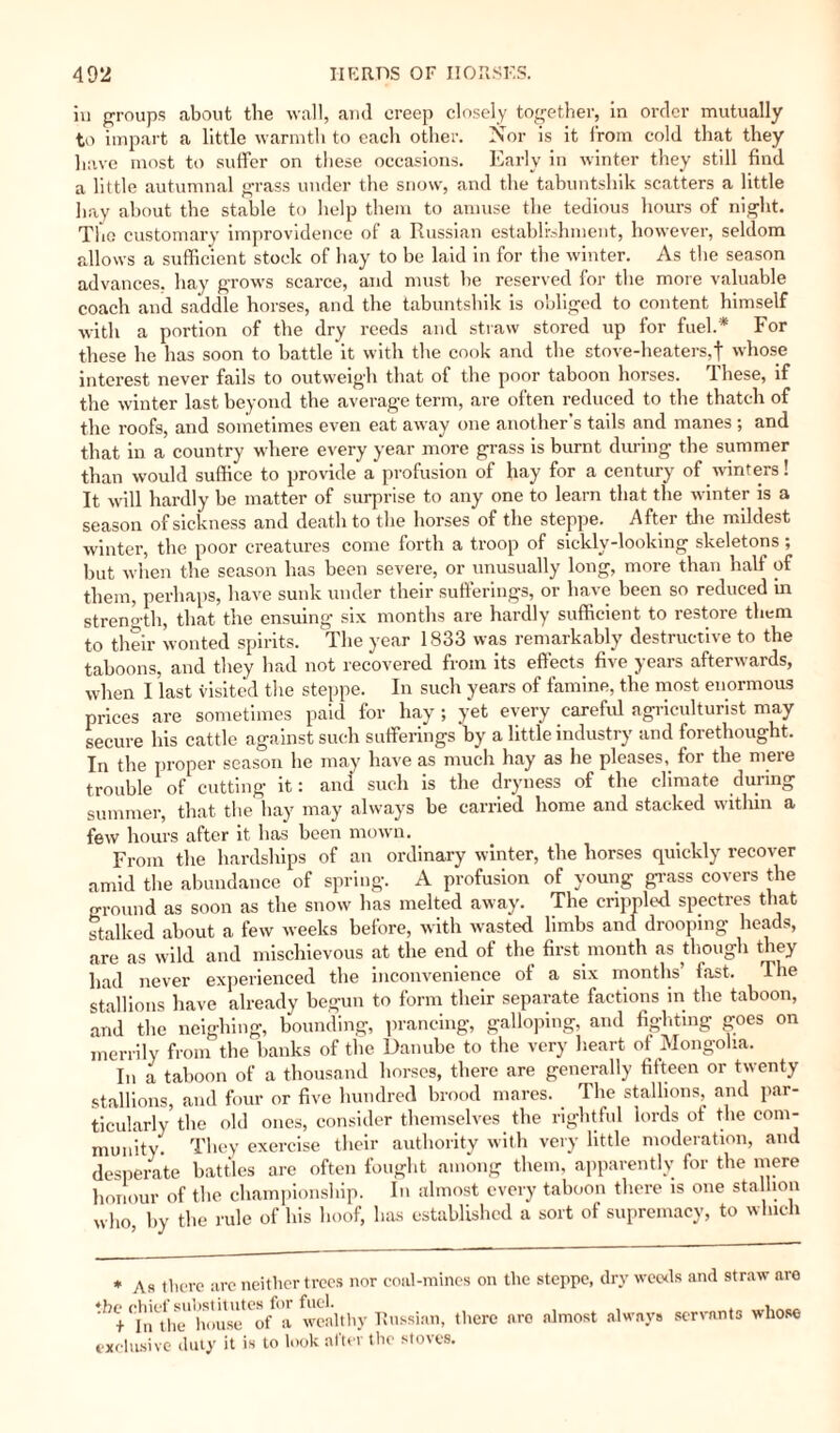 iu groups about the wall, aiul creep closely together, in order mutually to impart a little warmth to each other. Nor is it from cold that they have most to suffer on these occasions. Early in winter they still find a little autumnal grass under the snow, and the tabuntshik scatters a little hay about the stable to help them to amuse the tedious hours of night. The customary improvidence of a Russian establishment, however, seldom allows a sufficient stock of hay to be laid in for the winter. As the season advances, hay grows scarce, and must be reserved for the more valuable coach and saddle horses, and the tabuntshik is obliged to content himself with a portion of the dry reeds and straw stored up for fuel.* For these he has soon to battle it with the cook and the stove-heaters,f whose interest never fails to outweigh that of the poor taboon horses. These, if the winter last beyond the average term, are often reduced to the thatch of the roofs, and sometimes even eat away one another’s tails and manes ; and that in a country where every year more grass is burnt during the summer than would suffice to provide a profusion of hay for a century of winters! It will hardly be matter of surprise to any one to learn that the winter is a season of sickness and death to the horses of the steppe. After the mildest winter, the poor creatures come forth a troop of sickly-looking skeletons; but when the season has been severe, or unusually long, more than half of them, perhaps, have sunk under their sufferings, or have been so reduced in strength, that the ensuing six months are hardly sufficient to restore them to their wonted spirits. The year 1833 was remarkably destructive to the taboons, and they had not recovered from its effects five years afterwards, when I last visited the steppe. In such years of famine, the most enormous prices are sometimes paid for hay ; yet every careful agriculturist may secure his cattle against such sufferings by a little industry and forethought. In the proper season he may have as much hay as he pleases,_ for the mere trouble of cutting it: and such is the dryness of the climate during summer, that the hay may always be carried home and stacked within a few hours after it has been mown. From the hardships of an ordinary winter, the horses quickly recover amid the abundance of spring. A profusion of young grass covers the ground as soon as the snow has melted away. The crippled spectres that stalked about a few weeks before, with wasted limbs and drooping heads, are as wild and mischievous at the end of the first month as though they had never experienced the inconvenience of a six months’ fast. The stallions have already begun to form their separate factions in the taboon, and the neighing, bounding, prancing, galloping, and fighting goes on merrily from the banks of the Danube to the very heart of Mongolia. In a taboon of a thousand horses, there are generally fifteen or twenty stallions, and four or five hundred brood mares. The stallions and par¬ ticularly the old ones, consider themselves the rightful lords ot the com¬ munity. They exercise their authority with very little moderation, and desperate battles are often fought among them, apparently for the mere honour of the championship. In almost every taboon there is one stallion who, by the rule of his hoof, has established a sort of supremacy, to which * As there arc neither trees nor coal-mines on the steppe, dry weeds and straw are 'In^he'''house'C'o/<a wealthy Russian, there nro almost always servants whose exclusive duty it is to look after the stoves.