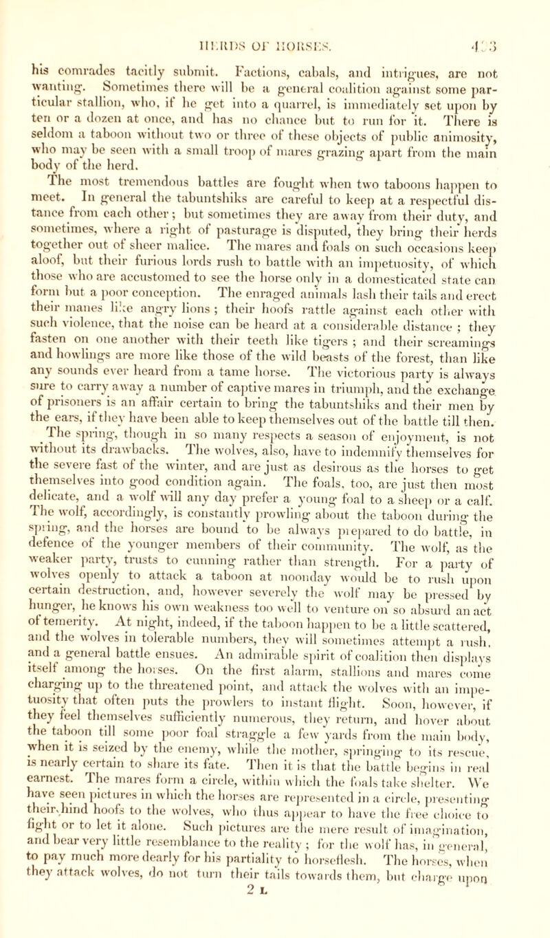 II!.uns 01' llOIlSKS. 4:3 his comrades tacitly submit. Factions, cabals, and intrigues, are not wanting1. Sometimes there will be a general coalition against some par¬ ticular stallion, who, it lie get into a quarrel, is immediately set upon by ten or a dozen at onco, and lias no chance but to run for it. There is seldom a taboon without two or three of these objects of public animosity, who may be seen with a small troop of mares grazing apart from the main body of the herd. The most tremendous battles are fought, when two taboons happen to meet. In general the tabuntshiks are careful to keep at a respectful dis¬ tance from each other; but sometimes they are away from their duty, and sometimes, where a right of pasturage is disputed, they bring their herds together out of sheer malice. 1 he mares and foals on such occasions keep aloof, but their furious lords rush to battle with an impetuosity, of which those who are accustomed to see the horse only in a domesticated state can form but a poor conception. The enraged animals lash their tails and erect their manes like angry lions ; their hoofs rattle against each other with such violence, that the noise can be heard at a considerable distance ; they fasten on one another with their teeth like tigers ; and their screamings and bowlings are more like those of the wild beasts of the forest, than like any sounds ever heard from a tame horse. The victorious party is always sure to carry away a number of captive mares in triumph, and the exchange of prisoners is an affair certain to bring the tabuntshiks and their men by the ears, if they have been able to keep themselves out of the batt le till then. _ The spring, though in so many respects a season of enjoyment, is not without its drawbacks. The wolves, also, have to indemnify themselves for the severe fast of the winter, and are just as desirous as the horses to get themselves into good condition again. The foals, too, are just then most delicate, and a wolf will any day prefer a young foal to a sheep or a calf. The wolf, accordingly, is constantly prowling about the taboon during the spring, and the horses are bound to be always prepared to do battle, in defence of the younger members of their community. The wolf, as the weaker party, trusts to cunning rather than strength. For a party of wolves openly to attack a taboon at noonday would be to rush upon certain destruction, and, however severely the wolf may be pressed by hunger, lie knows his own weakness too well to venture on so absurd an act of temerity. At night, indeed, if the taboon happen to be a little scattered, and the wolves in tolerable numbers, they will sometimes attempt a rush! and a general battle ensues. An admirable spirit of coalition then displays itself among the horses. On the first alarm, stallions and mares come charging up to the threatened point, and attack the wolves with an impe¬ tuosity that often puts the prowlers to instant flight. Soon, however, if they feel themselves sufficiently numerous, they return, and hover about the taboon till some poor foal straggle a few yards from the main body, when it is seized by the enemy, while the mother, springing to its rescue, is nearly certain to share its fate. Then it is that the battle begins in real earnest. The mares form a circle, within which the foals take shelter. We have seen pictures in which the horses are represented in a circle, presenting theirvhind hoofs to the wolves, who thus appear to have the free choice to fight or to let it alone. Such pictures are the mere result of imagination, and bear very little resemblance to the reality ; for the wolf has, in general, to pay much more dearly for his partiality to horseflesh. The horses, when they attack wolves, do not turn their tails towards them, but charge upon