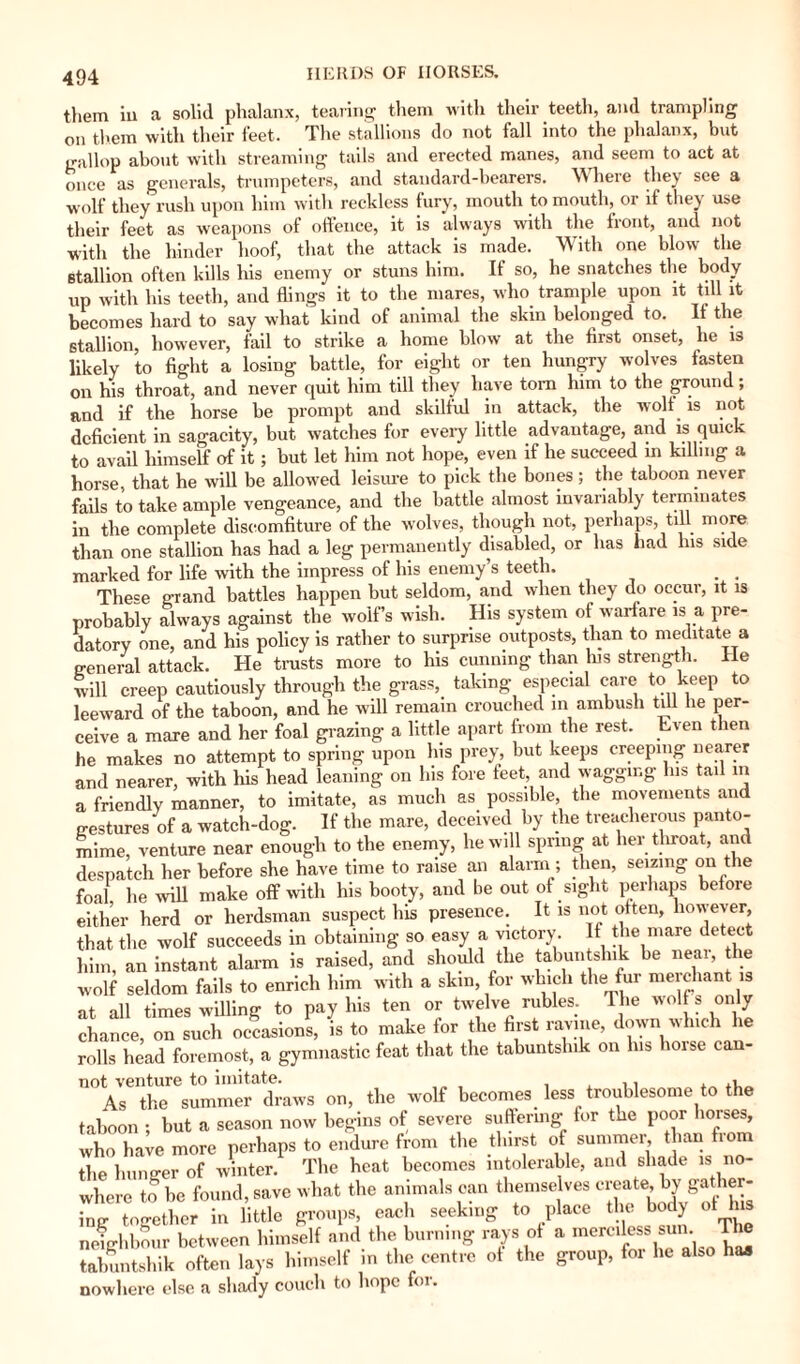 them iu a solid phalanx, tearing them with their teeth, and trampling on them with their feet. The stallions do not fall into the phalanx, but gallop about with streaming tails and erected manes, and seem to act at once as generals, trumpeters, and standard-bearers. Where they see a wolf they rush upon him with reckless fury, mouth to mouth, or if they use their feet as weapons of offence, it is always with the front, and not with the hinder hoof, that the attack is made. With one blow the stallion often kills his enemy or stuns him. If so, he snatches the body up with his teeth, and flings it to the mares, who trample upon it till it becomes hard to say what kind of animal the skin belonged to. If the stallion, however, fail to strike a home blow at the first onset, he is likely to fight a losing battle, for eight or ten hungry wolves fasten on his throat, and never quit him till they have tom him to the ground; and if the horse be prompt and skilful in attack, the wolf, is not deficient in sagacity, but watches for eveiy little advantage, and is quick to avail himself of it; but let him not hope, even if he succeed in killing a horse, that he will be allowed leisure to pick the bones ; the taboon never fails to take ample vengeance, and the battle almost invariably terminates in the complete discomfiture of the wolves, though not, perhaps, till more than one stallion has had a leg permanently disabled, or has had Ins side marked for life with the impress of his enemy’s teeth. These grand battles happen but seldom, and when they do occur, it is probably always against the wolf’s wish. His system of warfare is a pre¬ datory one, and his policy is rather to surprise outposts, than to meditate a general attack. He trusts more to his cunning than his strength. He will creep cautiously through the grass, taking especial care to keep to leeward of the taboon, and he will remain crouched in ambush till he per¬ ceive a mare and her foal grazing a little apart from the rest. Even then he makes no attempt to spring upon Ins prey, but keeps creeping nearer and nearer, with his head leaning on his fore feet and wagging Ins tail m a friendly manner, to imitate, as much as possible, the movements and gestures of a watch-dog. If the mare, deceived by the treacherous panto¬ mime, venture near enough to the enemy, he will spring at her throat, and despatch her before she have time to raise an alarm ; then, seizing on the foal he will make off with his booty, and be out of sight perhaps before either herd or herdsman suspect his presence. It is not often, however, that the wolf succeeds in obtaining so easy a victory. It the mare detect him, an instant alarm is raised, and should the tabuntshik be neai, t e wolf seldom fails to enrich him with a skin, for which the fur merchant is at all times willing to pay his ten or twelve rubles. The wolfs only chance, on such occasions, is to make for the first ravine, down which lie rolls head foremost, a gymnastic feat that the tabuntshik on lus hoise can¬ not venture to imitate. ., , As the summer draws on, the wolf becomes less troublesome to the taboon ; but a season now begins of severe suffering for the poor horses, who have more perhaps to endure from the thirst of summer, than fi the hunger of winter. The heat becomes intolerable, and shade is no¬ where to be found, save what the animals can themselves create, by gather- ing together in little groups, each seeking to place the body of neighbour between himself and the burning rays of a merciless sun tabuntshik often lays himself in the centre of the group, for he a nowhere else a shady couch to hope for. The for he also has