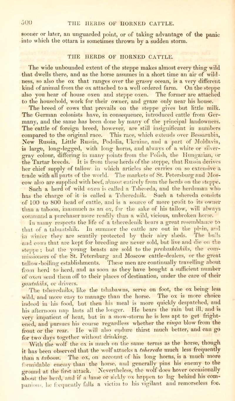 THE HERDS OF HORNED CATTLE. Ö00 sooner or later, an unguarded point, or of taking advantage of the panic into which the ottara is sometimes thrown by a sudden storm. THE HERDS OF HORNED CATTLE. The wide unbounded extent of the steppe makes almost every thing wild that dwells there, and as the horse assumes in a short time an air of wild¬ ness, so also the ox that ranges over the grassy ocean, is a very different kind of animal from the ox attached to a well ordered farm. On the steppe also you hear of house oxen and steppe oxen. The former are attached to the household, work for their owner, and graze only near his house. The breed of cows that prevails on the steppe gives but little milk. The German colonists have, in consequence, introduced cattle from Ger¬ many, and the same has been done by many of the principal landowners. The cattle of foreign breed, however, are still insignificant in numbers compared to the original race. This race, which extends over Bessarabia, New Russia, Little Russia, Podolia, Ukraine, and a part of Moldavia, is large, long-legged, with long horns, and always of a white or silver- gray colour, differing in many points from the Polish, the Hungarian, or the Tartar breeds. It is from these herds of the steppe, that Russia derives her chief supply of tallow in which articles she carries on so extensive a trade with all parts of the world. Tire markets of St. Petersburg and Mos¬ cow also are supplied with beef, almost entirely from the herds on the steppe. Such a herd of wild oxen is called a Tshereda, and the herdsman who has the charge of it is called a Tsherednik. Such a tshereda consists of TOO to 800 head of cattle, and is a source of more profit to its owner than a taboon, inasmuch as an ox, for the sake of his tallow, will always command a purchaser more readily than a wild, vicious, unbroken horse. In many respects the life of a tsheredenik bears a great resemblance to that of a tabuntshik. In summer the cattle are out in the plain, and in winter they are scantily protected by their airy sheds. The bulls and cows that are kept for breeding are never sold, but live and die on the steppe ; but the young beasts are sold to the prckashtshiks, the com¬ missioners of the St. Petersburg- and Moscow cattle-dealers, or the g-reat tallow-boiling establishments. These men are continually travelling about from herd to herd, and as soon as they have bought a sufficient number of oxen send them off to their places of destination, under the care of their (jontshiks, or drivers. The tsheredniks, like the tshabawns, serve on foot, the ox being less wild, and more easy to manage than the horse. The ox is more choice indeed in his food, but then his meal is more quickly despatched, and his afternoon nap lasts all the longer. lie bears the rain but ill, and is very impatient of heat, but in a snow-storm he is less apt to get fright¬ ened, and pursues his course regardless whether the ring a blow from the front or the rear. He will also endure thirst much better, and can go for two days together without drinking. With the wolf the ox is much on the same terms as the horse, though it has been observed that the wolf attacks a tshereda much less frequently than a taboon. The ox, on account of his long horns, is a much more formidable enemy than the horse, and generally pins his enemy to the ground at the first attack. Nevertheless, the wolf does hover occasionally about the herd, and if a lame or sickly ox happen to lag behind his com¬ panions. he frequently falls a victim to his vigilant and remorseless foe.