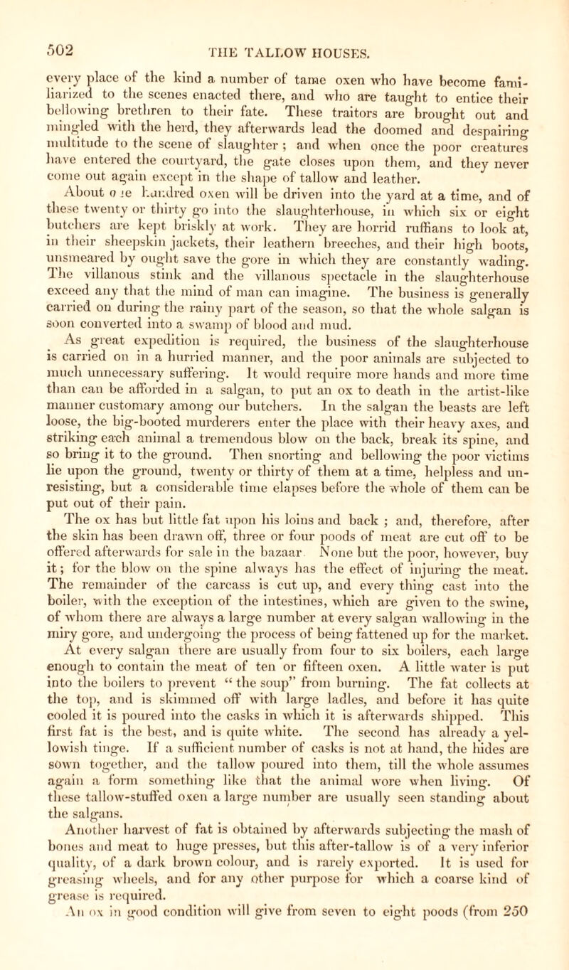 every place of the kind a number of tame oxen who have become fami¬ liarized to the scenes enacted there, and who are taught to entice their bellowing brethren to their fate. These traitors are brought out and mingled with the herd, they afterwards lead the doomed and despairing multitude to the scene of slaughter ; and when once the poor creatures have entered the courtyard, the gate closes upon them, and they never come out again except in the shape of tallow and leather. About o ;e hundred oxen will be driven into the yard at a time, and of these twenty or thirty go into the slaughterhouse, in which six or eight butchers are kept briskly at work. They are horrid ruffians to look at, in their sheepskin jackets, their leathern breeches, and their high boots, unsmeared by ought save the gore in which they are constantly wading. The villanous stink and the villanous spectacle in the slaughterhouse exceed any that the mind of man can imagine. The business is generally carried on during the rainy part of the season, so that the whole salgan is soon converted into a swamp of blood and mud. As great expedition is required, the business of the slaughterhouse is carried on in a hurried manner, and the poor animals are subjected to much unnecessary suffering. It would require more hands and more time than can be afforded in a salgan, to put an ox to death in the artist-like manner customary among our butchers. In the salgan the beasts are left loose, the big-booted murderers enter the place with their heavy axes, and striking each animal a tremendous blow on the back, break its spine, and so bring it to the ground. Then snorting and bellowing the poor victims lie upon the ground, twenty or thirty of them at a time, helpless and un¬ resisting, but a considerable time elapses before the whole of them can be put out of their pain. The ox has but little fat upon his loins and back ; and, therefore, after the skin has been drawn off, three or four poods of meat are cut off to be offered afterwards for sale in the bazaar None but the poor, however, buy it; for the blow on the spine always has the effect of injuring the meat. The remainder of the carcass is cut up, and every thing cast into the boiler, with the exception of the intestines, which are given to the swine, of whom there are always a large number at every salgan wallowing in the miry gore, and undergoing the process of being fattened up for the market. At every salgan there are usually from four to six boilers, each large enough to contain the meat of ten or fifteen oxen. A little water is put into the boilers to prevent “ the soup” from burning. The fat collects at the top, and is skimmed off with large ladles, and before it has quite cooled it is poured into the casks in which it is afterwards shipped. This first fat is the best, and is quite white. The second has already a yel¬ lowish tinge. If a sufficient number of casks is not at hand, the liides are sown together, and the tallow poured into them, till the whole assumes again a form something- like that the animal wore when living. Of these tallow-stuffed oxen a large number are usually seen standing about the salgans. Another harvest of fat is obtained by afterwards subjecting the mash of bones and meat to huge presses, but this after-tallow is of a very inferior quality, of a dark brown colour, and is rarely exported. It is used for greasing wheels, and for any other purpose for which a coarse kind of grease is required. An ox in good condition will give from seven to eight poods (from 250
