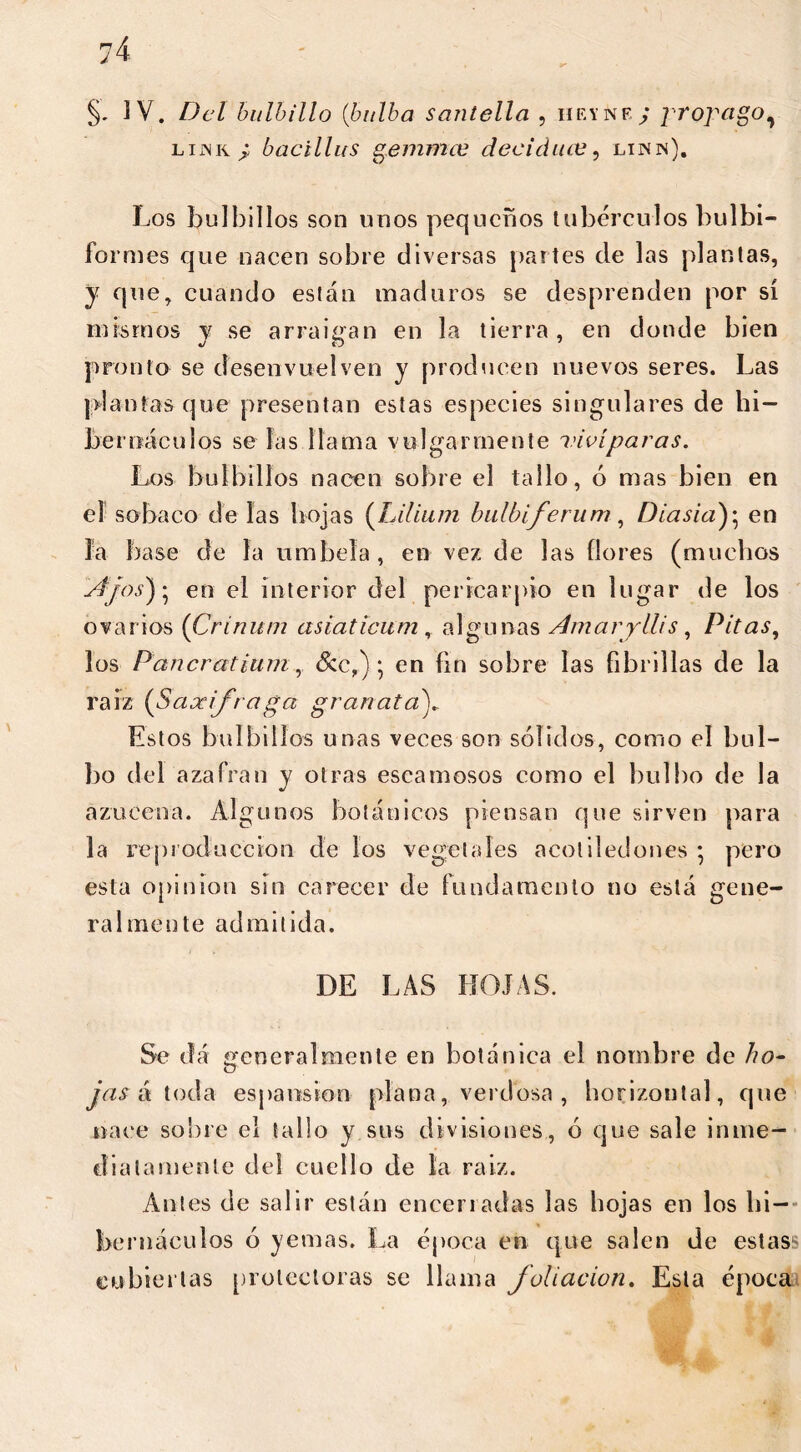 §. IV. Del bulbillo (bulb a sontella , heynf. j propago, lijnk ¿ bacillus gemma? decidua?, linn). Los bulbillos son unos pequeños tubérculos bulbi- formes que nacen sobre diversas partes de las plantas, y que, cuando están maduros se desprenden por sí mismos y se arraigan en la tierra, en donde bien pronto se desenvuelven y producen nuevos seres. Las plantas que presentan estas especies singulares de hi— beroáculos solas llama vulgarmente vivíparas. Los bulbillos nacen sobre el tallo, ó mas bien en el sobaco délas hojas (Lilium bulbiferum, Diasia); en la base de la umbela, en vez de las flores (muchos Ajos'); en el interior del pericarpio en lugar de los ovarios (Crinum asiaticum, algunas Amaryllis, Pitas, los Pancratium , &c,) • en fin sobre las fibrillas de la raiz (Saxífraga granata Estos bulbillos unas veces son sólidos, como el bul- bo del azafran y otras escamosos como el bulbo de la azucena. Algunos botánicos piensan que sirven para la reproducción de los vegetales acotiledones ; pero esta opinion sin carecer de fundamento no está gene- ralmente admitida. DE LAS HOJAS. Se da generalmente en botánica el nombre de ho- jas á toda es pans ion plana, verdosa , horizontal, que nace sobre el tallo y sus divisiones, ó que sale inme- diatamente del cuello de la raiz. Antes de salir están encerradas las hojas en los hi- bernáculos ó yemas. La época en que salen de estast? cubiertas protectoras se llama foliación. Esta época