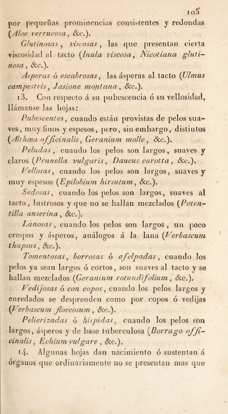 por pequeñas prominencias consistentes y redondas {Áloe verrucosa, óce.). Glut inosas, viscosas , las que presentan cierta viscosidad al tacto {ínula viscosa, Nicotiana gluti- nosa , &c\). Asperas ó escabrosas, las ásperas al tacto (Ulmus campestris 3 Jasione montana, &c.). 13. Con respecto á su pubescencia ó su vellosidad, llámense las hojas: Pubescentes, cuando están provistas de pelos sua- ves, muy linos y espesos, pero, sin embargo, distintos {Althcea officinalis, Geranium mol le, <3cc.). Peludas , cuando los pelos son largos, suaves y claros {Prunella vulgaris, Daucus carotta , &c.). Vellosas, cuando los pelos son largos, suaves y muy espesos {Epilobium hirsutum, &c.)« Sedosas, cuando los pelos son largos, suaves al tacto, lustrosos y que no se hallan mezclados {Poten- tilla anserina , &eA Lanosas , cuando los pelos son largos, un poco crespos y ásperos, análogos á la lana {Verbascum thapsus, i^e.). Tomentosas, borrosas ó afelpadlas, cuando los pelos ya sean largos ó cortos, son suaves al tacto y se hallan mezclados (Geranium rotandifolium , &c.)„ Vedijosas 6 con copos, cuando los pelos largos y enredados se desprenden como por copos 6 vedijas {Verbascum jíoccosum , &c.). Pelierizadas 6 hispidas, cuando los pelos son largos, ásperos y de base tuberculosa (.Borrago offi- cinalis , Echium vulgare , &c.), i4- Alcanas hojas dan nacimiento ó sustentan á órganos que ordinariamente no se presentan mas que