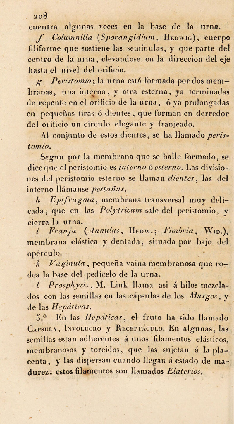 cuentra algunas veces en la base de la urna. f Columnilla [Sporangidium, Hebwig), cuerpo filiforme que sostiene las seminólas, y que parte del centro de la urna, elevándose en la dirección del eje basta el nivel del orificio. g Peristomio; la urna está formada por dos mem- branas, una interna, y otra esterna, ya terminadas de repente en el orificio de la urna, ó ya prolongadas en pequeñas tiras ó dientes, que forman en derredor del orificio un círculo elegante y franjeado. Al conjunto de estos dientes, se ha llamado peris- tomio. Según por la membrana que se halle formado, se dice que el peristomio es interno óesterno. Las divisio- nes del peristomio estenio se llaman dientes, las del interno llámanse pestañas. h Epifragma, membrana transversal muy deli- cada, que en las Polytricumsale del peristomio, y cierra la urna. i Franja {Annulus, IIedw. ; Fimbria, Wid.), membrana elástica y dentada, situada por bajo del opérculo. k Vagin ala, pequeña vaina membranosa que ro- dea la base del pedicelo de la urna. I Prosphysis, M. Link llama asi á hilos mezcla- dos con las semillas en las cápsulas de los Musgos, y de las Hepáticas. 5.° En las Hepáticas, el fruto ha sido llamado Capsula, Involucro y Receptáculo. En algunas, las semillas están adherentes á unos filamentos elásticos, membranosos y torcidos, que las sujetan á la pla- centa, y las dispersan cuando llegan á estado de ma- durez: estos filamentos son llamados Elaterios.